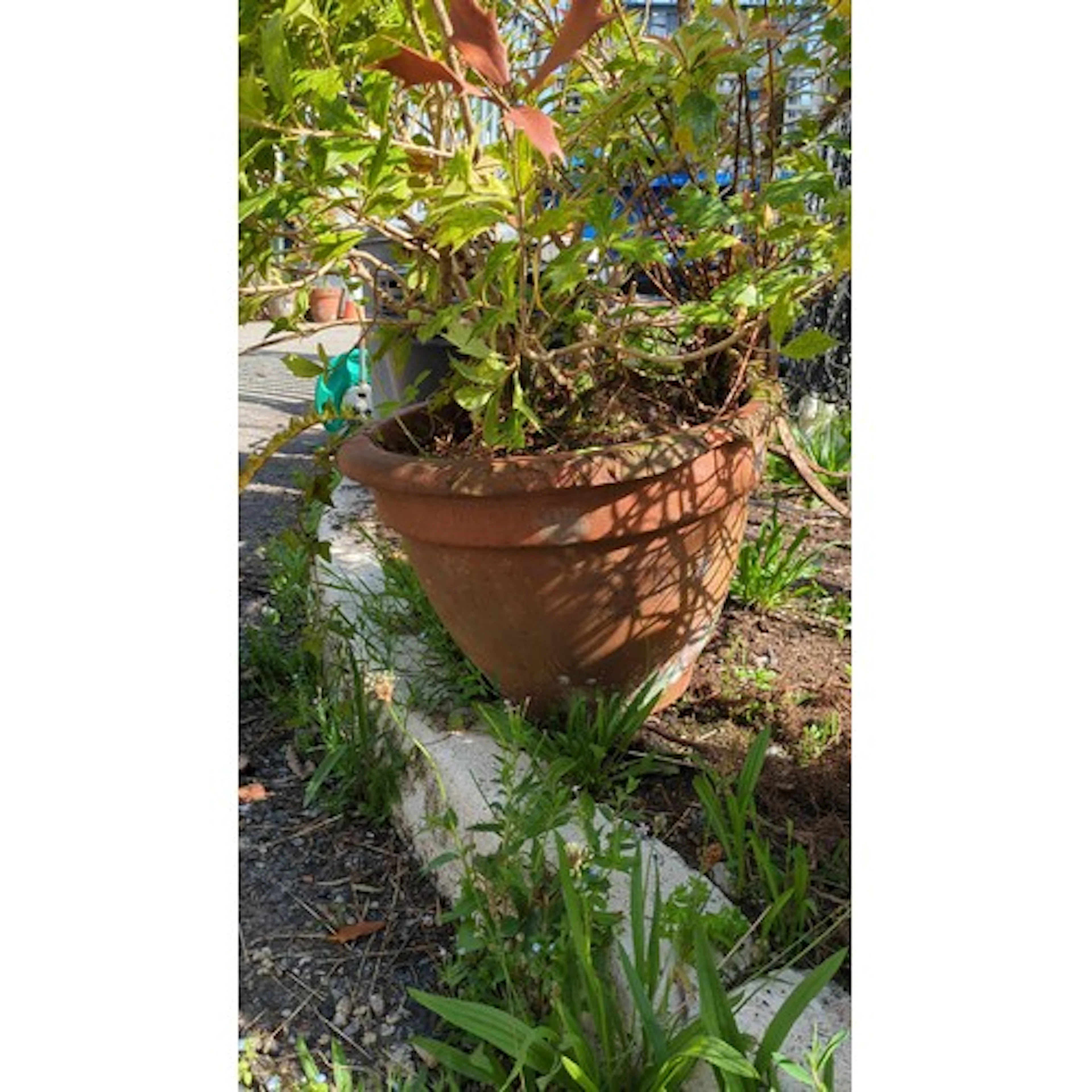 Large terracotta garden planter with incised Greek-key bandi...