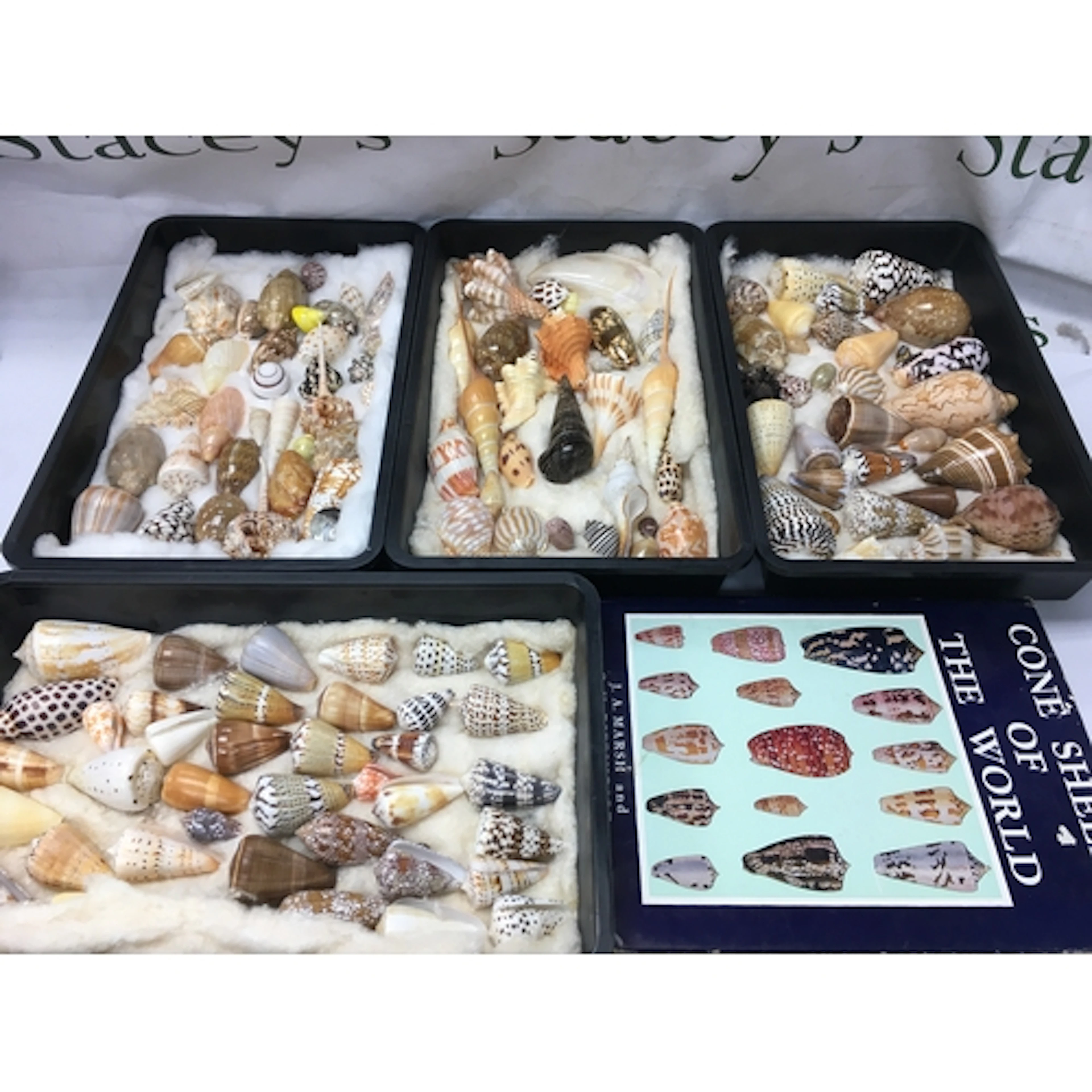 collector's assortment of cone snails family Conidae and rel...