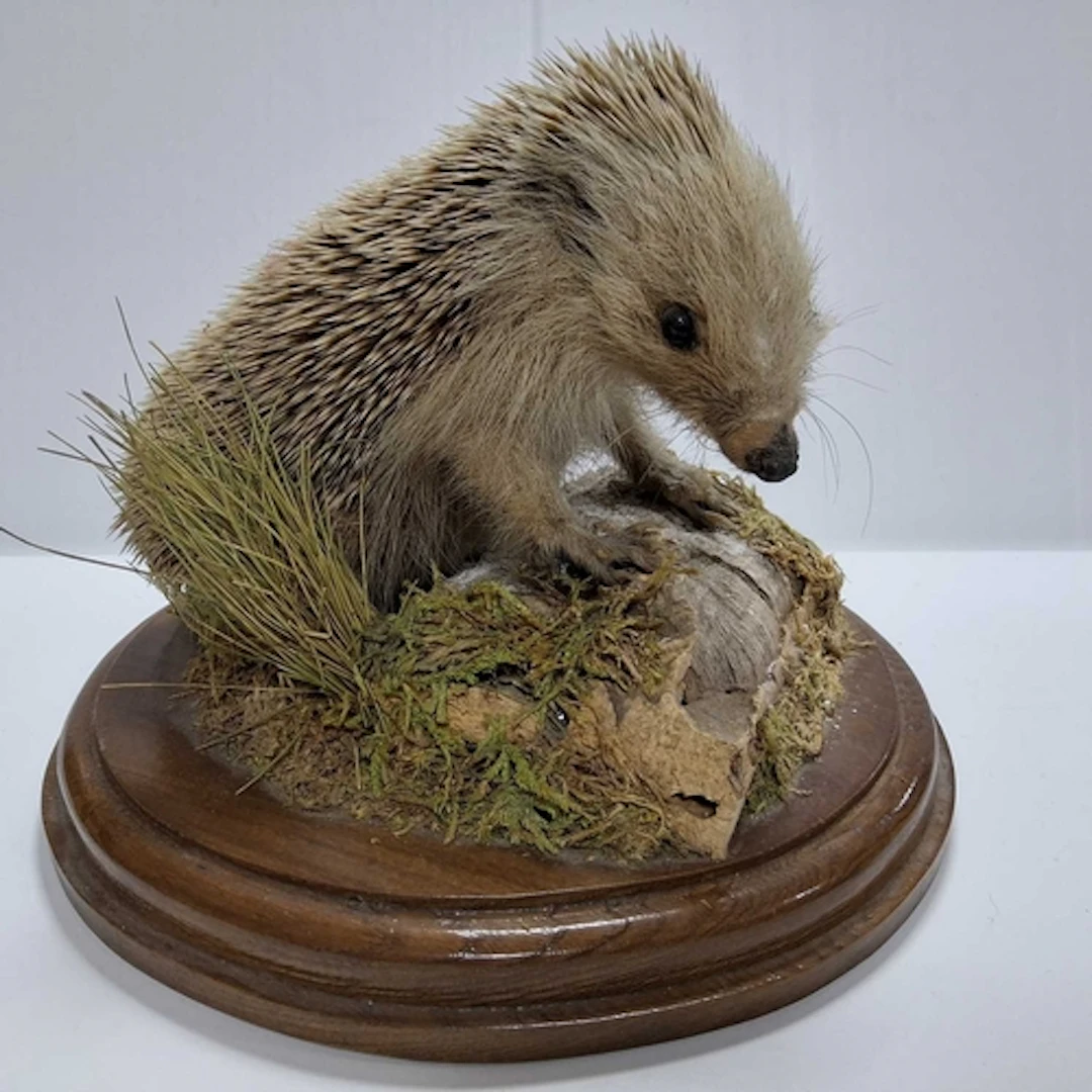 A TAXIDERMY EUROPEAN HEDGEHOG, mounted on a natural bark and...