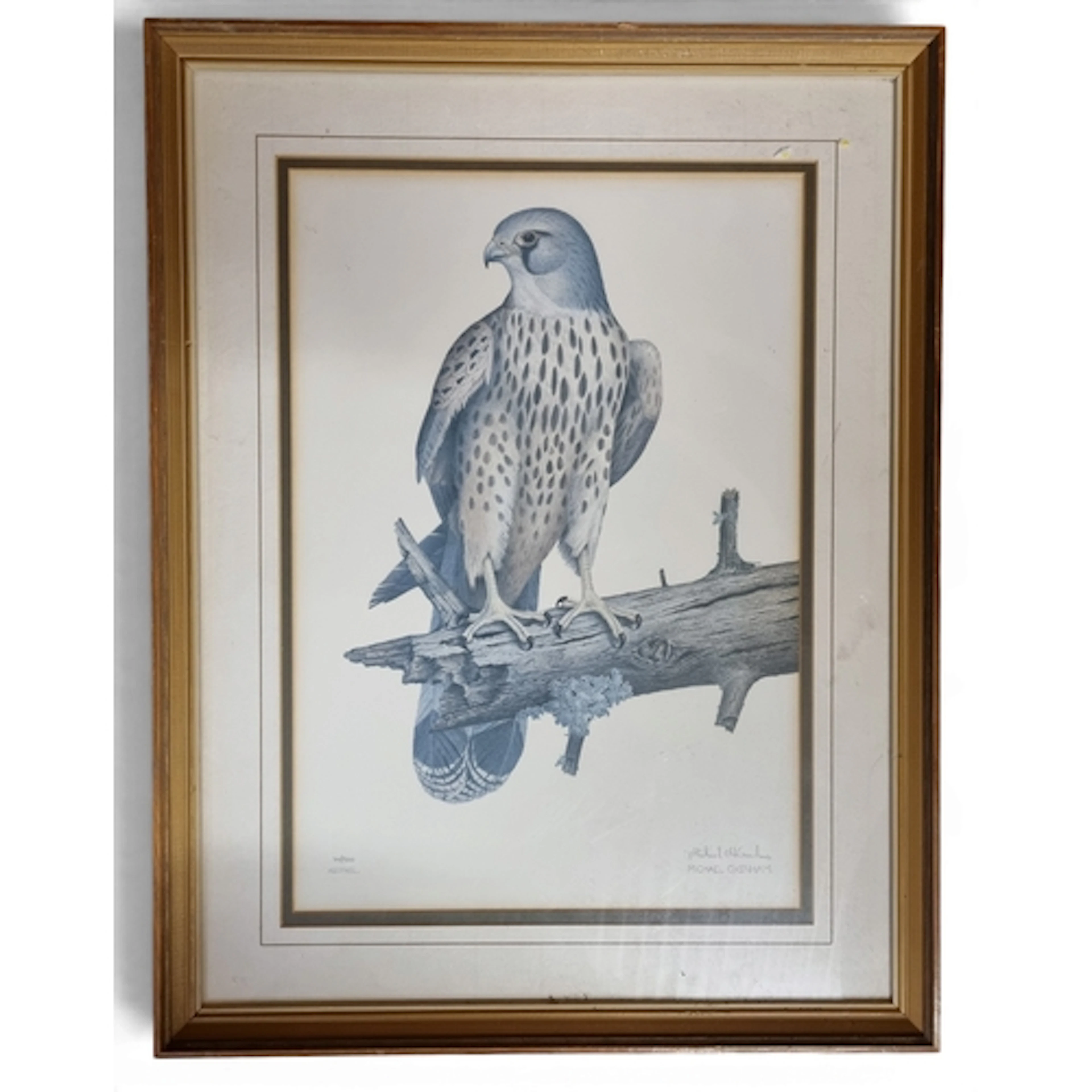 After Michael M Oxham. Four coloured Prints of Birds. H 50 c...