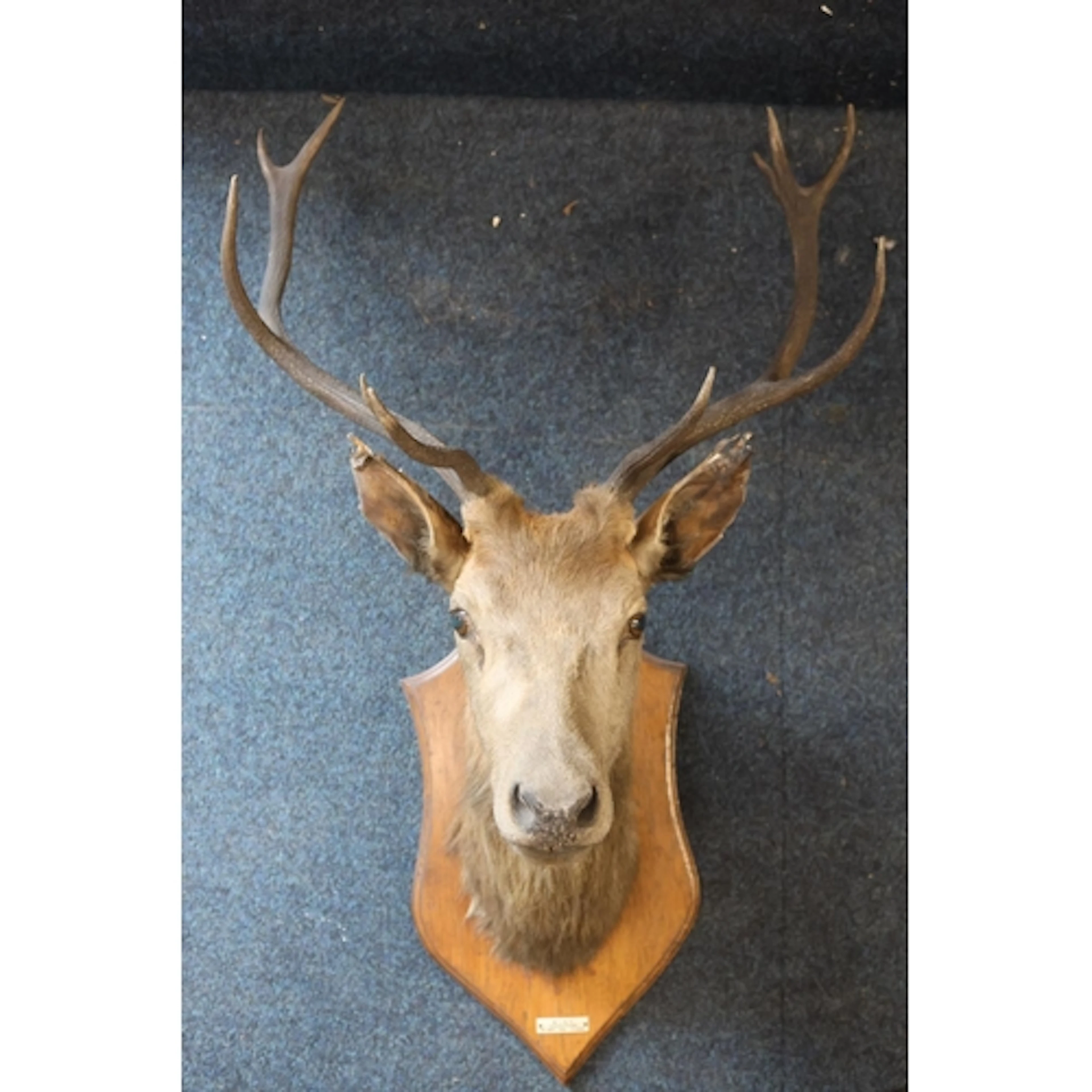 Taxidermy bust and antlers of a ten-point Stag Scottish Red ...