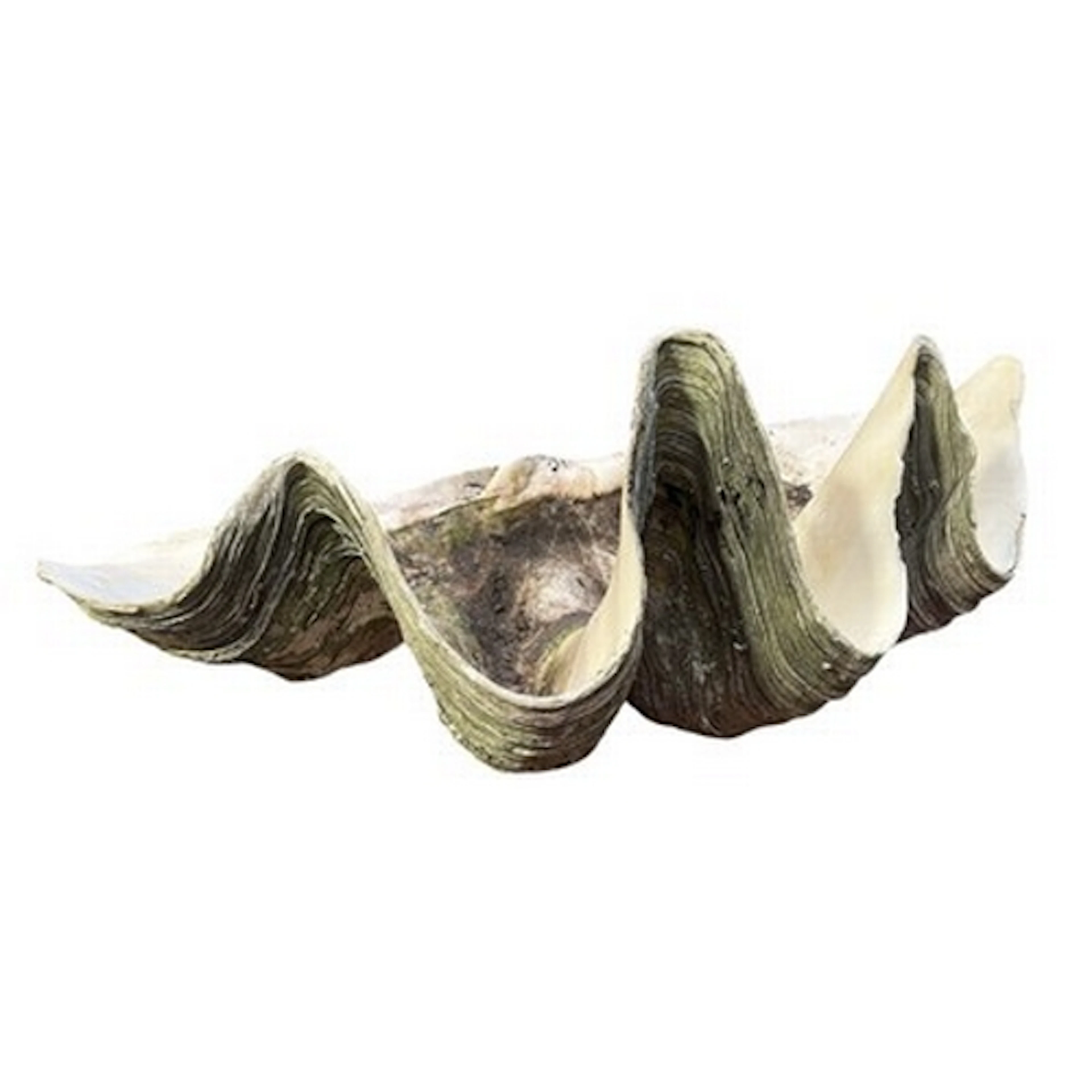 Conchology - an Indo-Pacific late 19th century half giant cl...