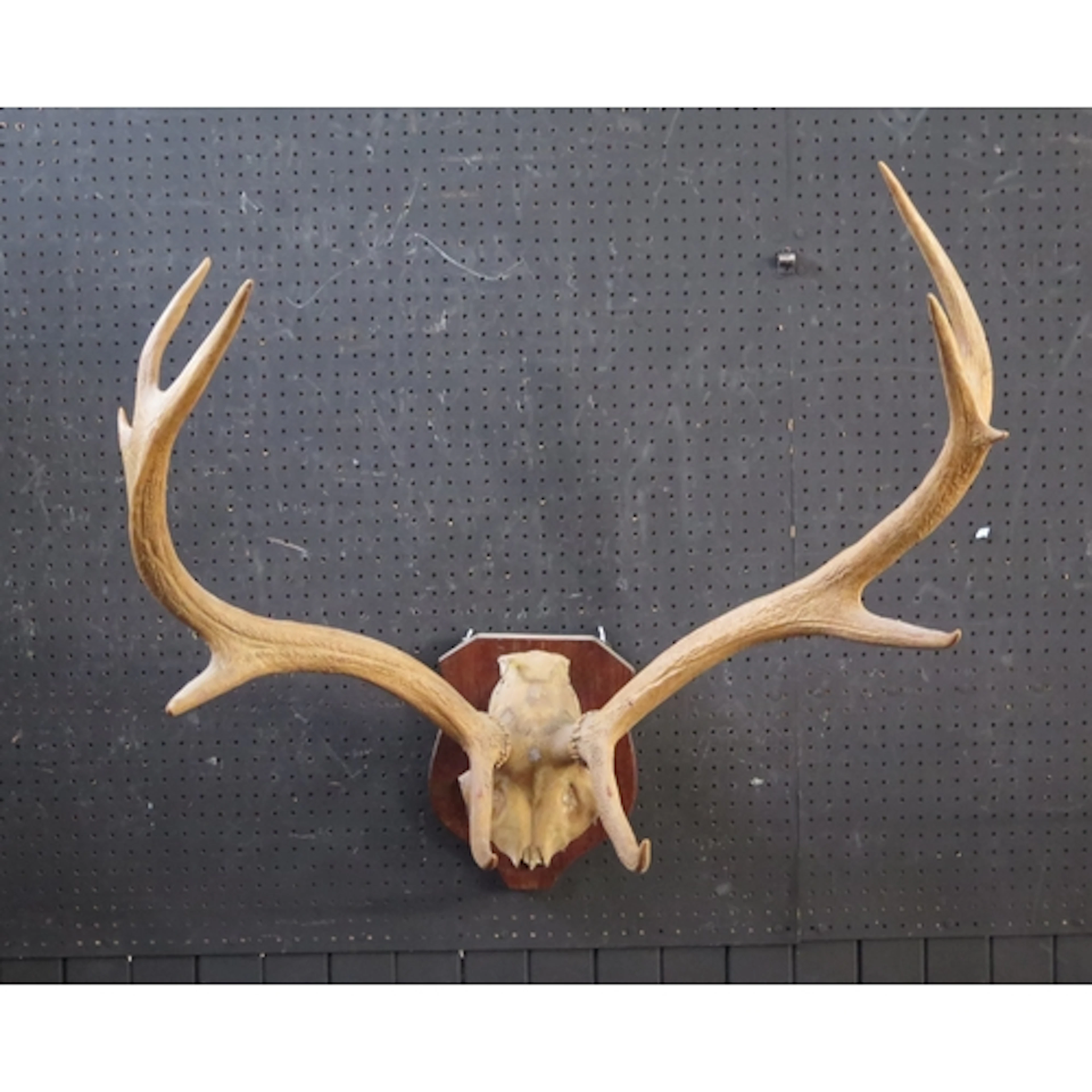Mounted 8-point Deer Antlers on shaped wooden plaque.