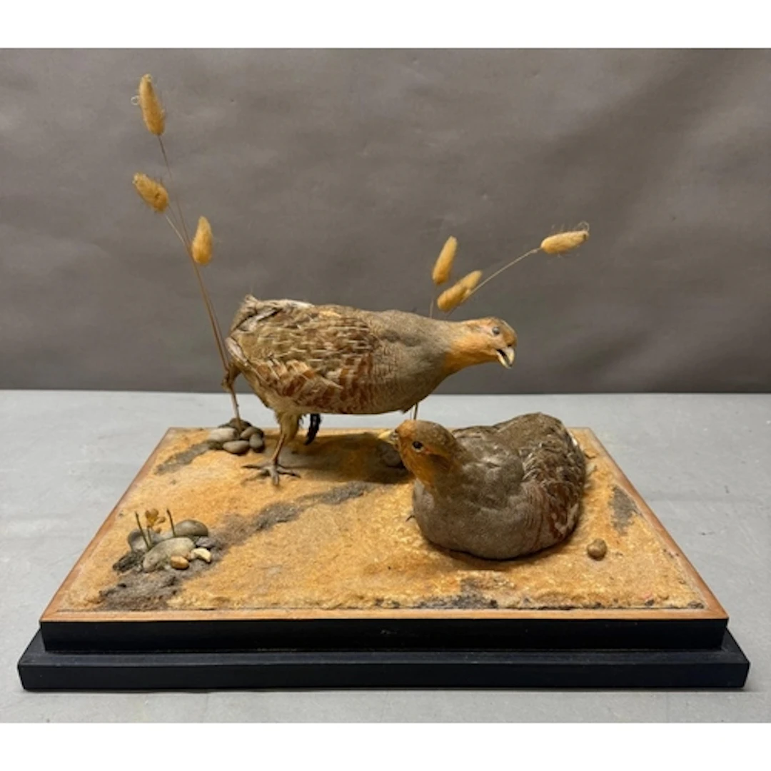 A taxidermy of two grouse on plinth.