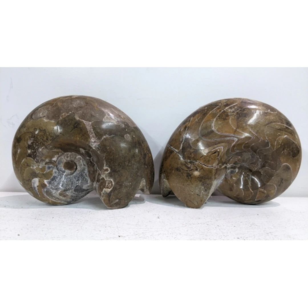 Two polished ammonite fossils, the largest 13H x 17W Locatio...