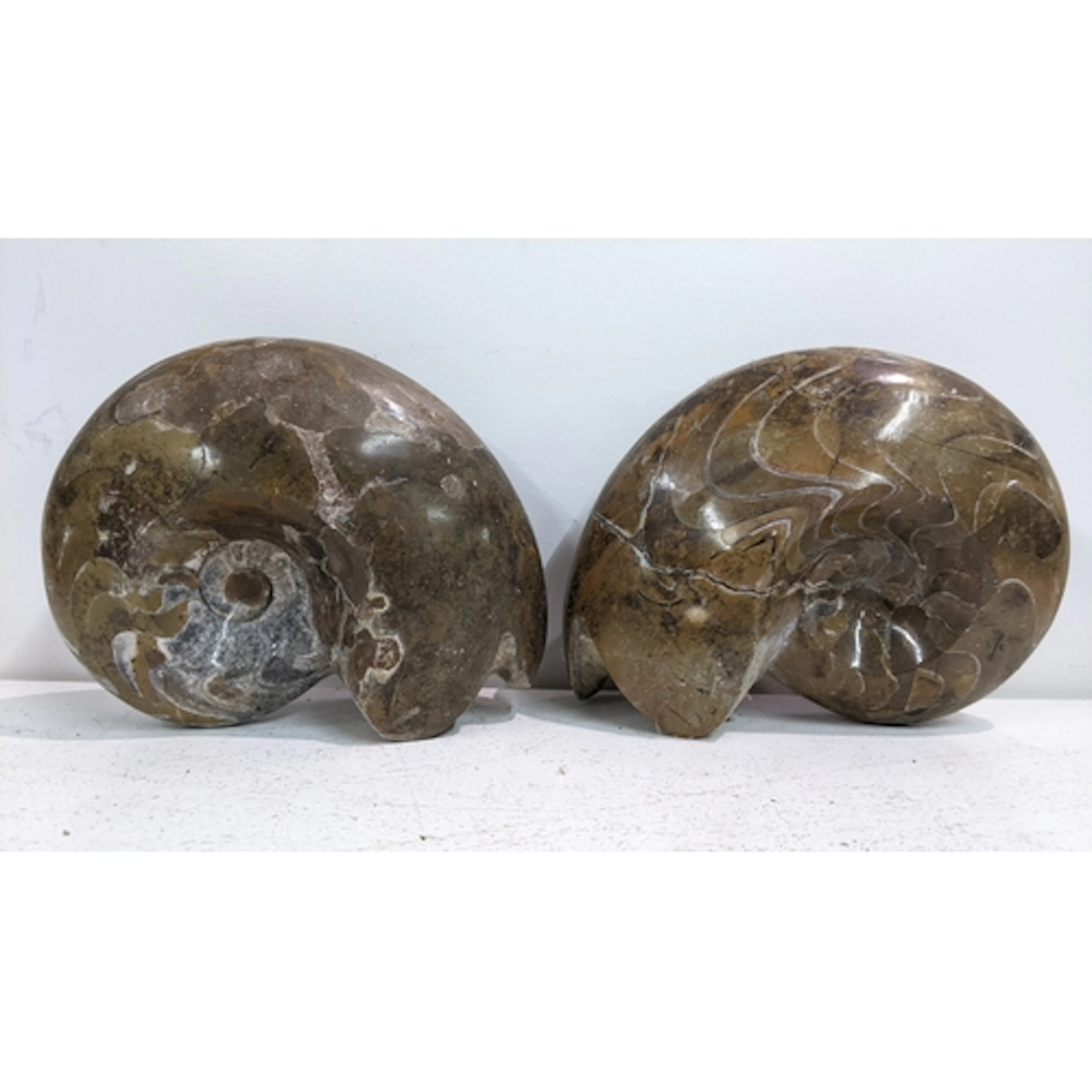 Two polished ammonite fossils, the largest 13H x 17W Locatio...