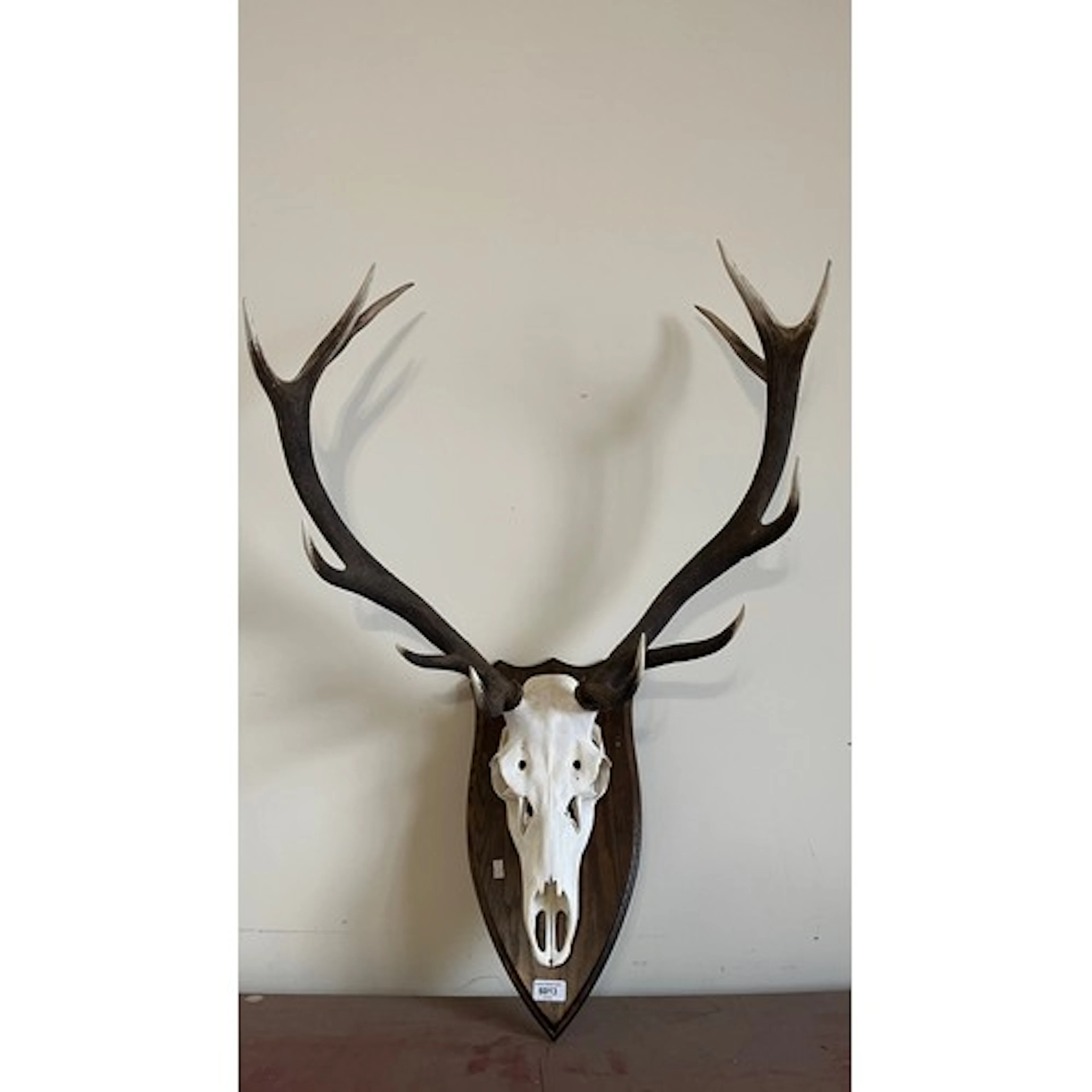 Taxidermy skull and antlers of a twelve-point Royal Stag Sco...