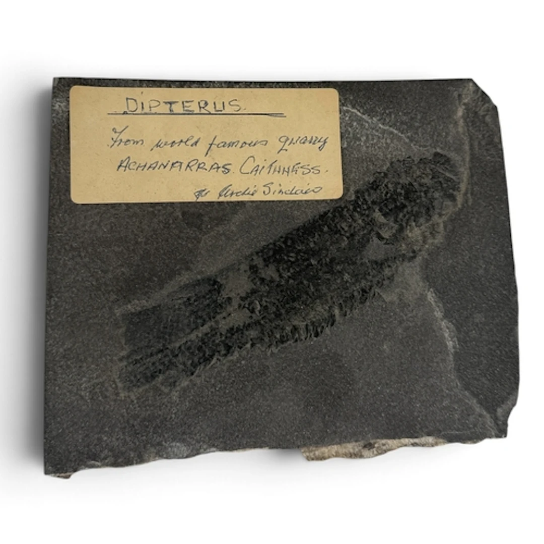 A FOSSIL DIPTERUS FROM THE ACHANARRAS CAITHNESS 15cm x 12cm ...
