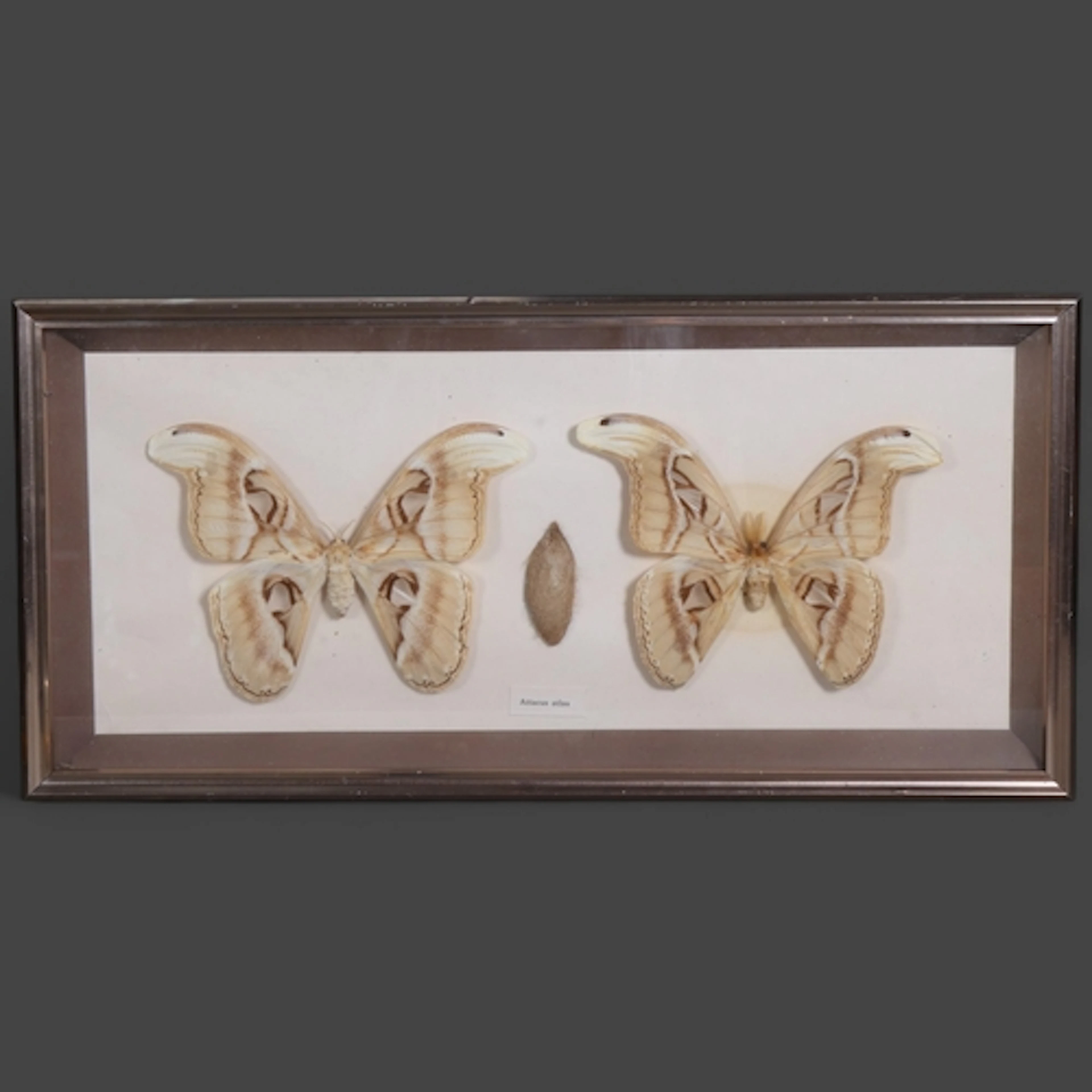 Taxidermy cased pair of Atlas moths (Attacus Atlas), and a c...