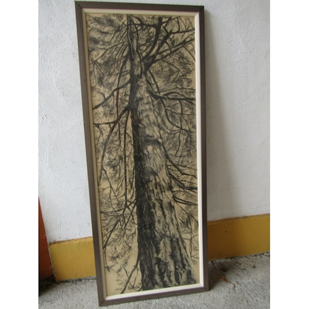 Atlanta Pollock Watercolour The Douglas Fir at Powerscourt T...