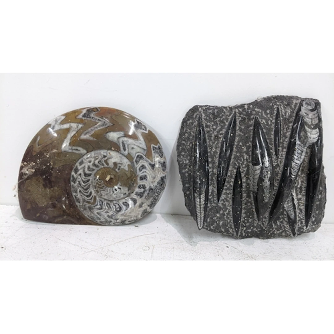 A polished Ammonite fossil 19.5cm x 16cm, together with a po...