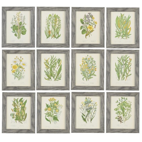 After Anne Pratt (1806-1893), a set of twelve botanical stud...