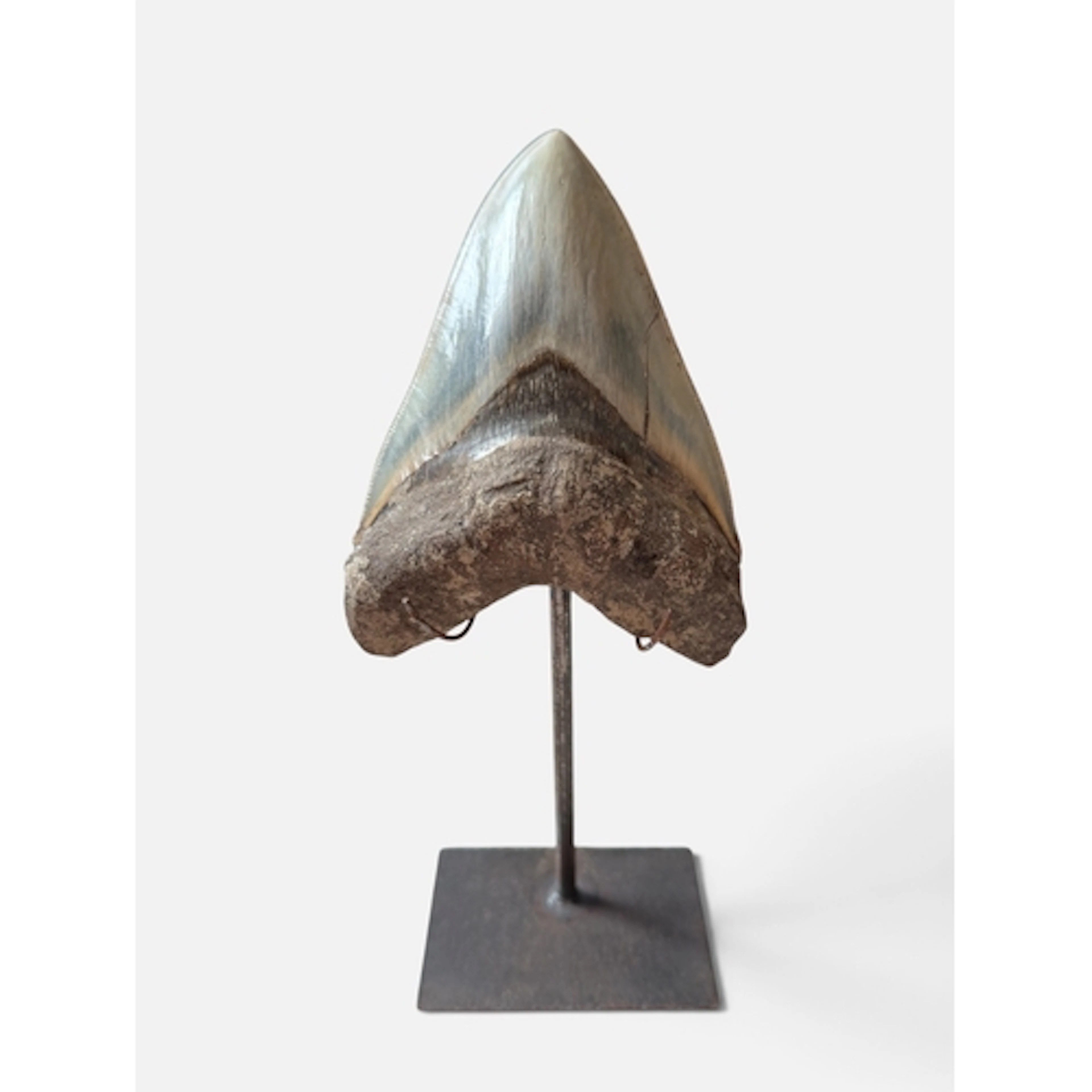A LARGE MEGALODON SHARK TOOTH FOSSIL A fine and large exampl...