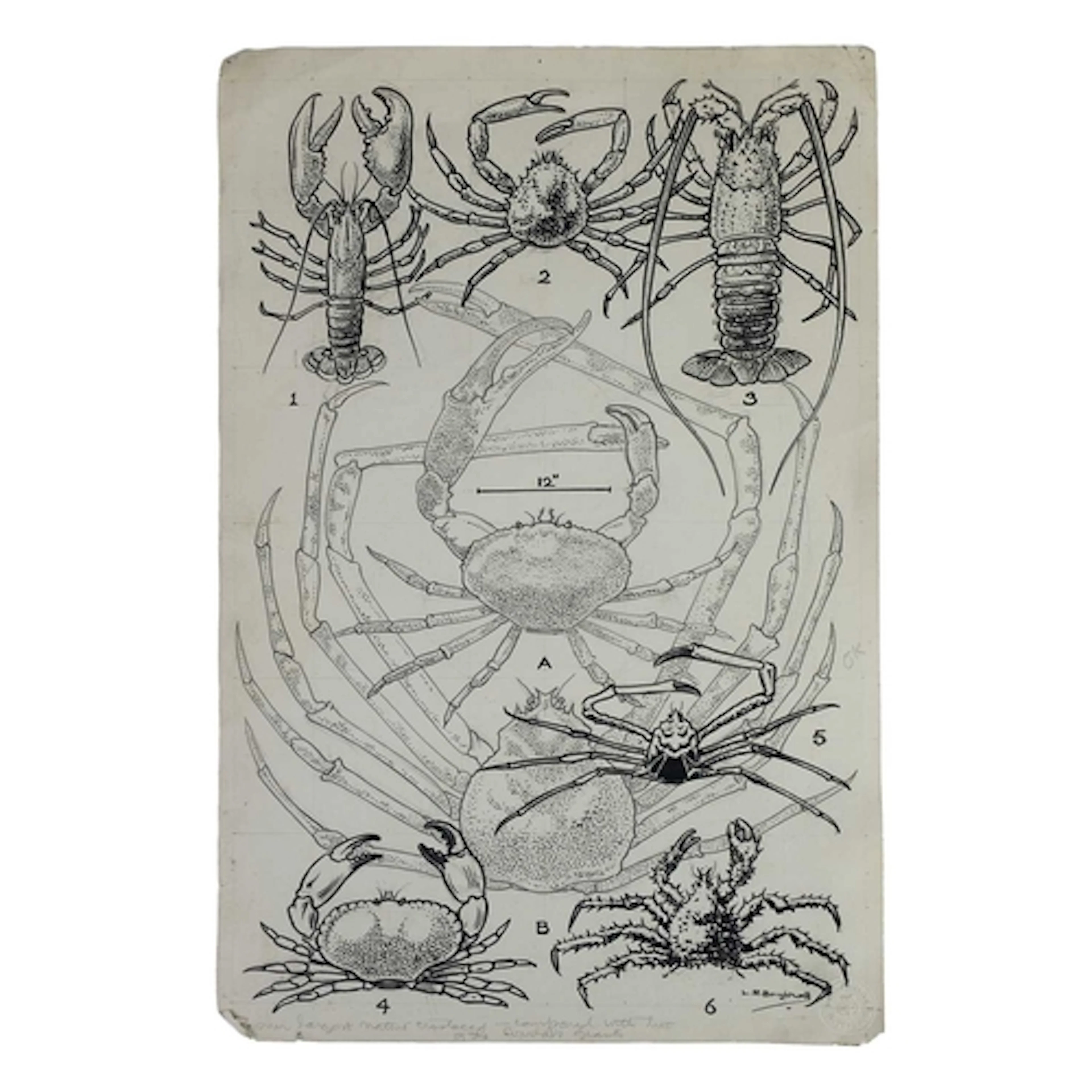Leonard Robert Brightwell (1889-1962) Original art Ink on ca...