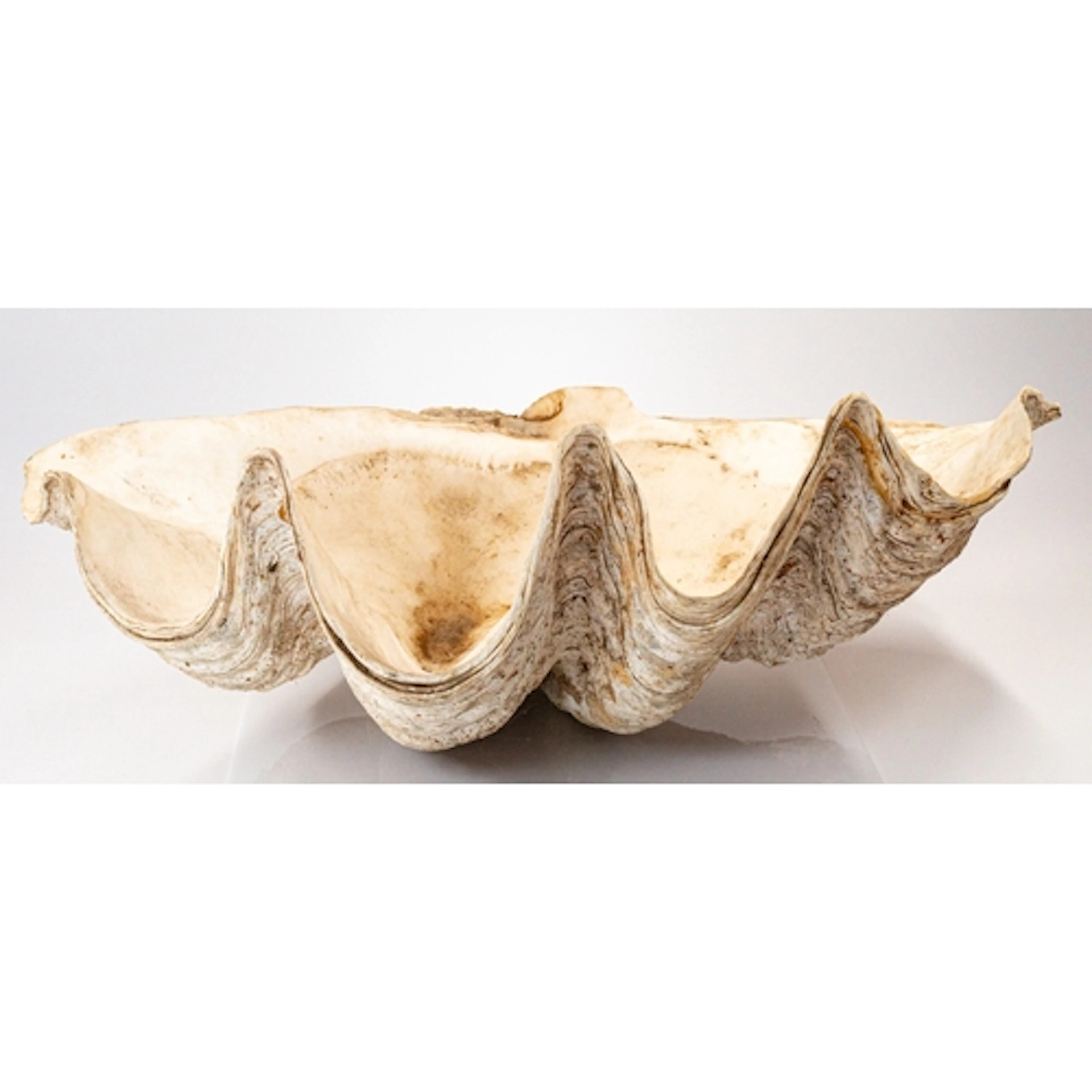 Natural History: an Indo Pacific giant clam half shell, Trid...