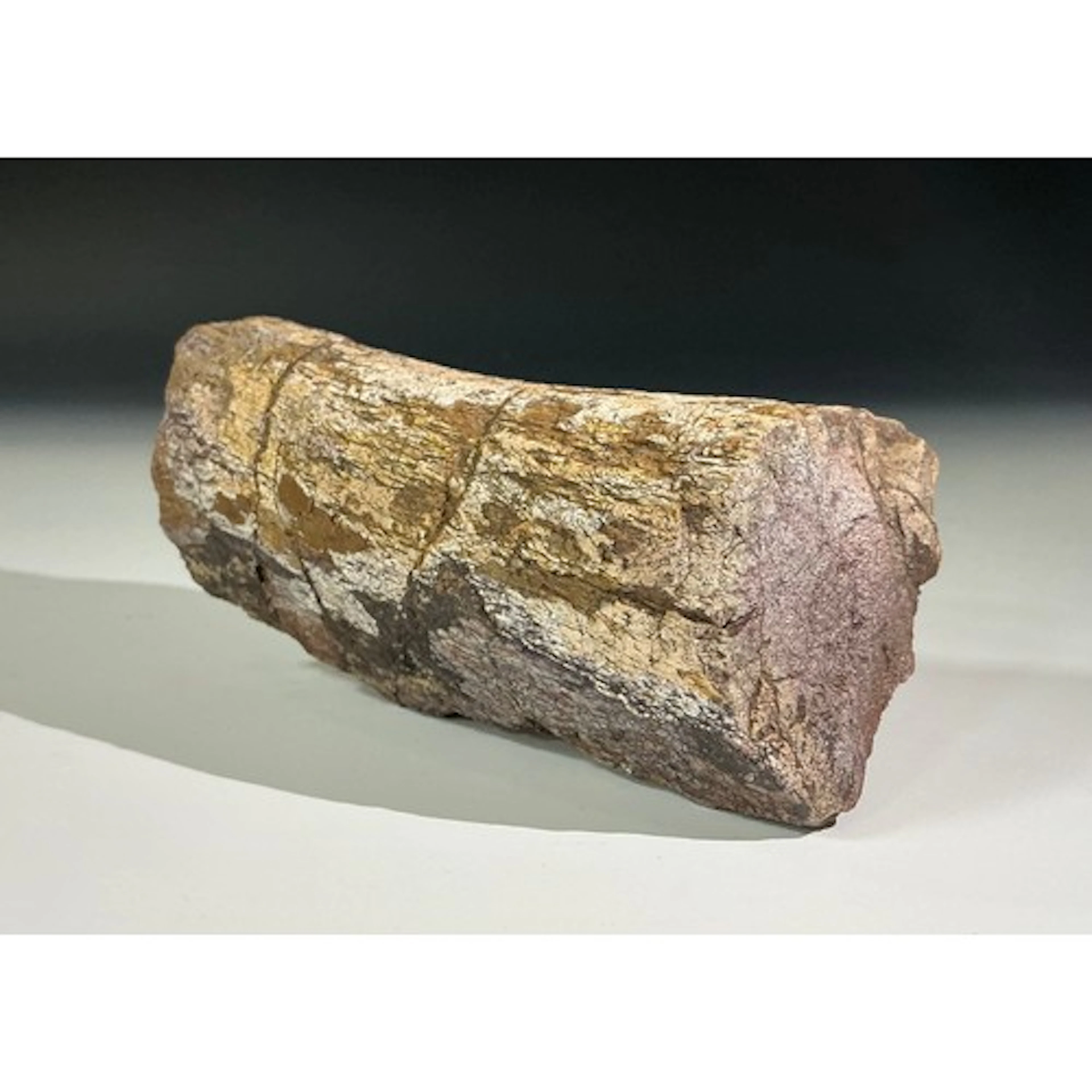 A Jurassic Period Allosaurus dinosaur fossil rib section, Mo...