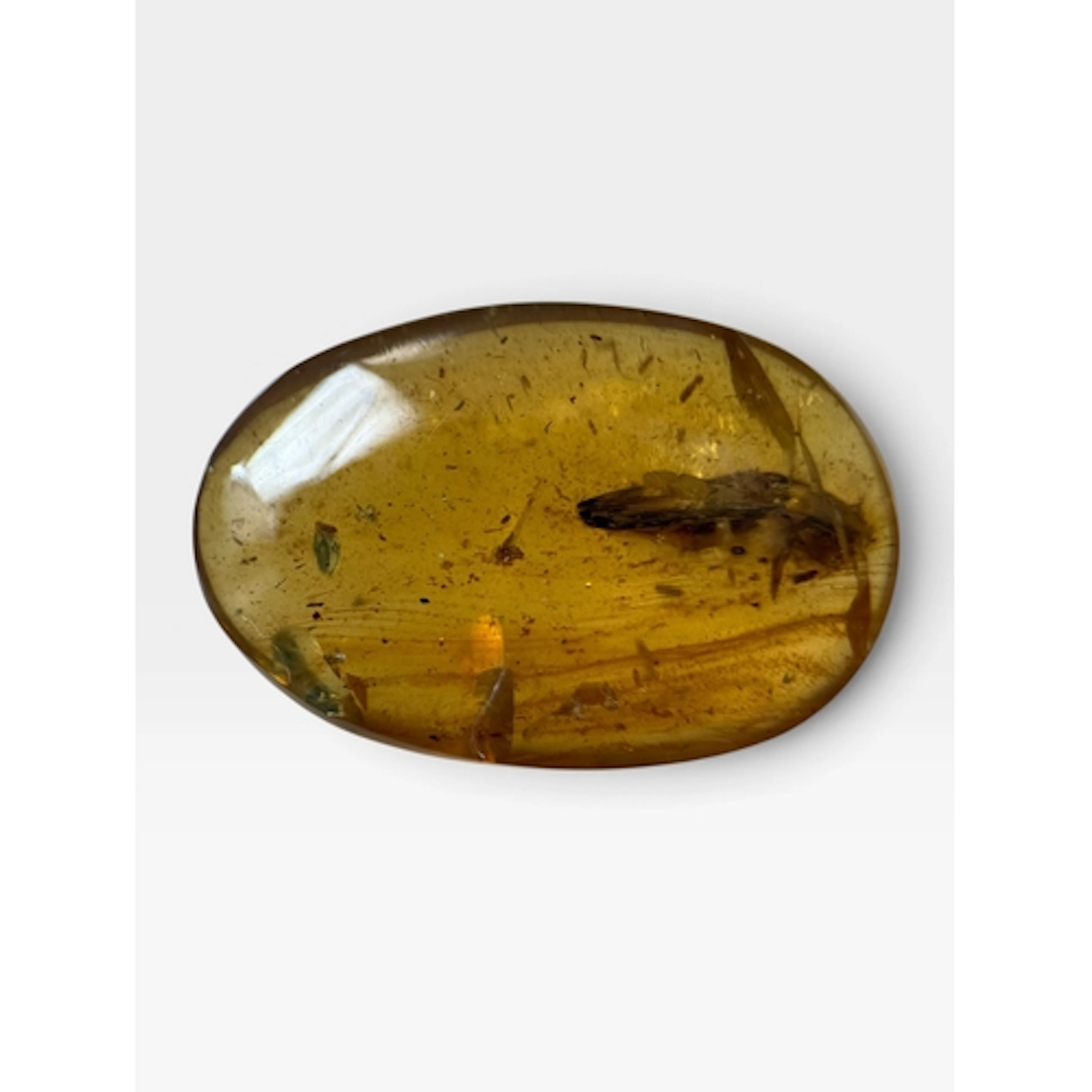 A LARGE UNKNOWN INSECT FOSSIL IN AMBER A large, unknown inse...