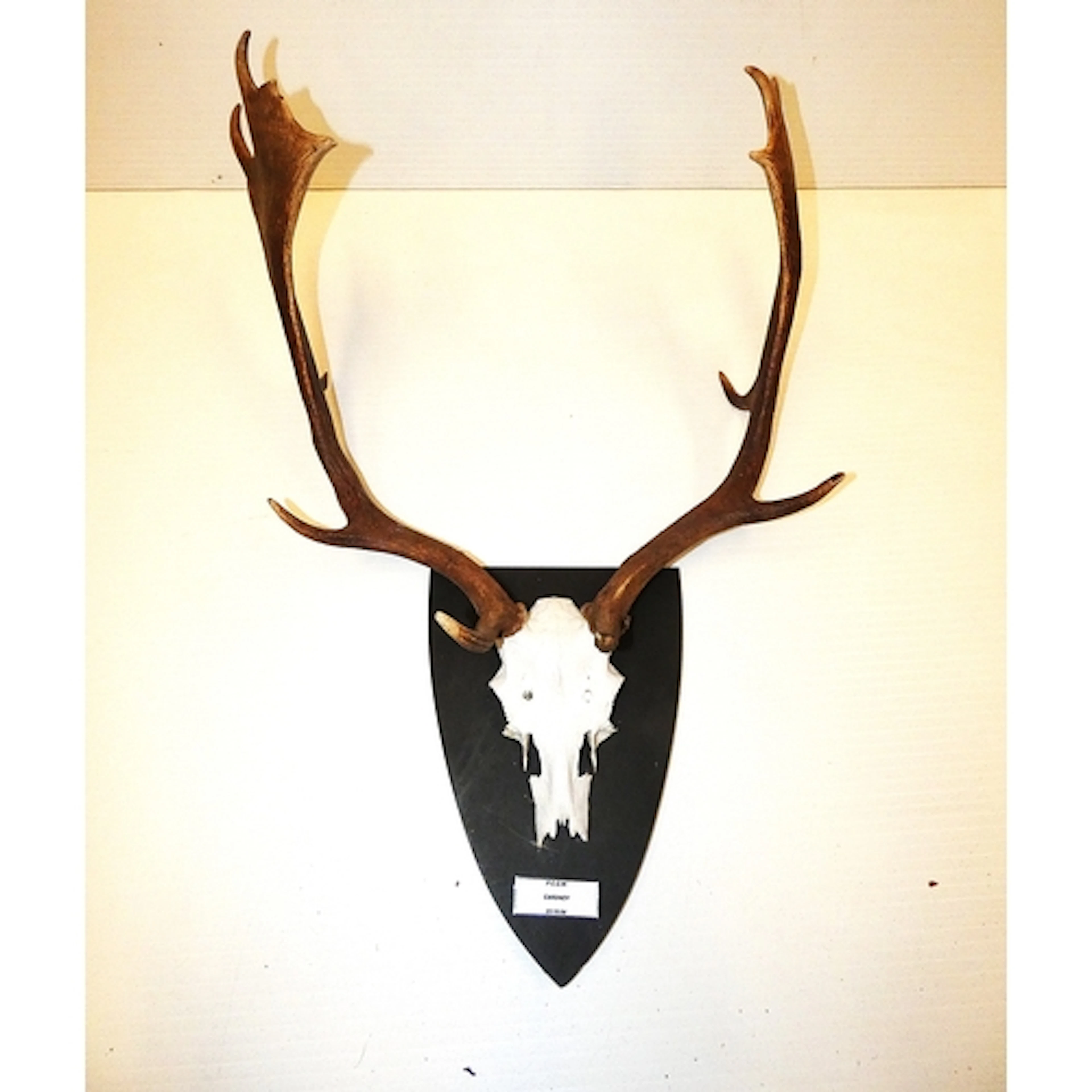 Taxidermy fallow deer with antlers, on a shield shaped wall ...