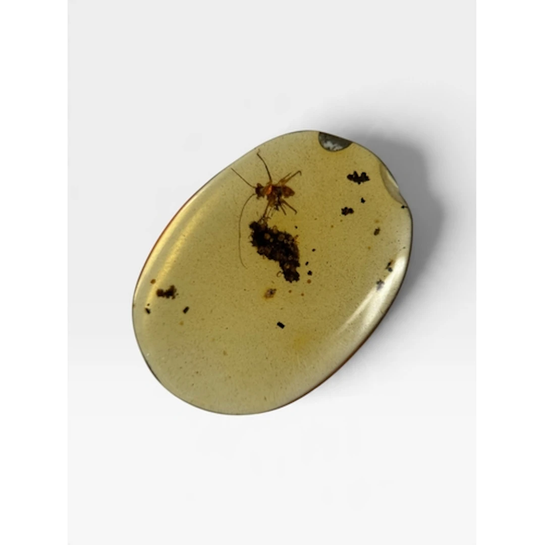 AN UNKNOWN INSECT FOSSIL IN AMBER A highly detailed unknown ...