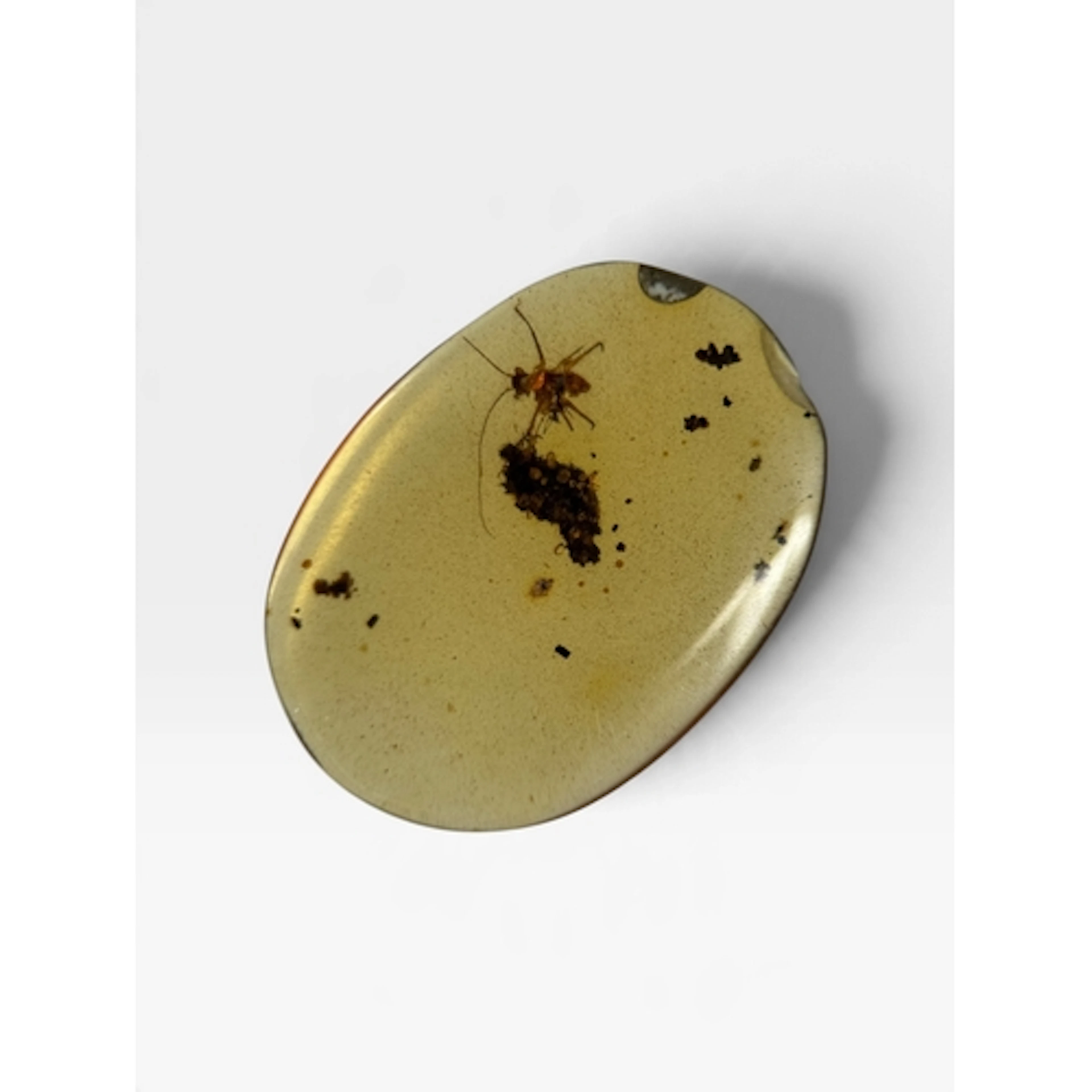 AN UNKNOWN INSECT FOSSIL IN AMBER A highly detailed unknown ...