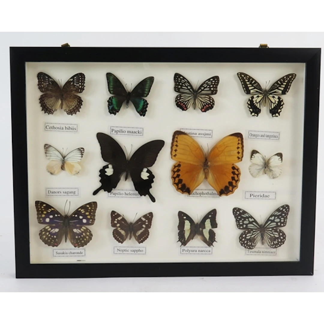 A framed collections of South American butterflies.