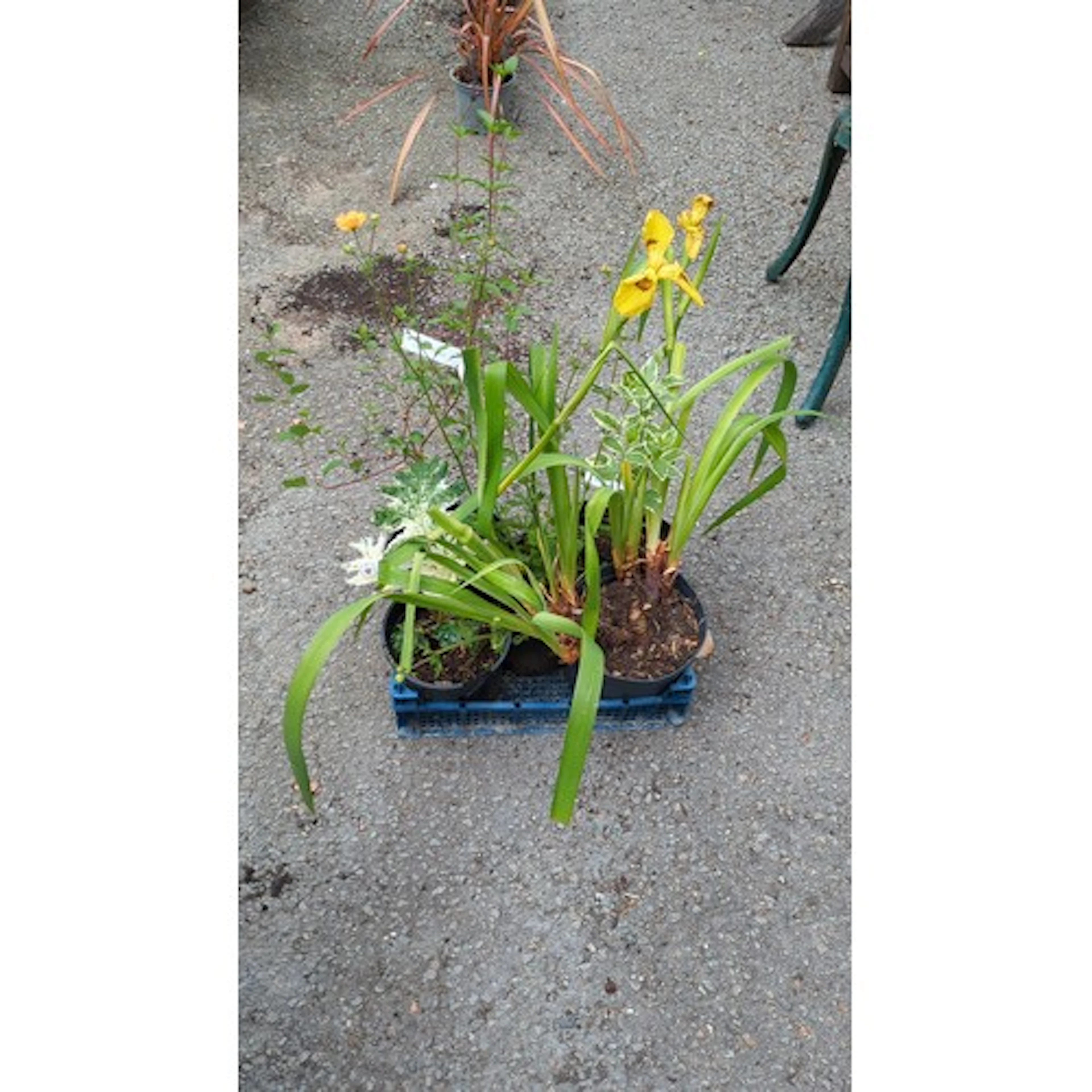 5 x potted garden plants, including yellow flag iris and var...