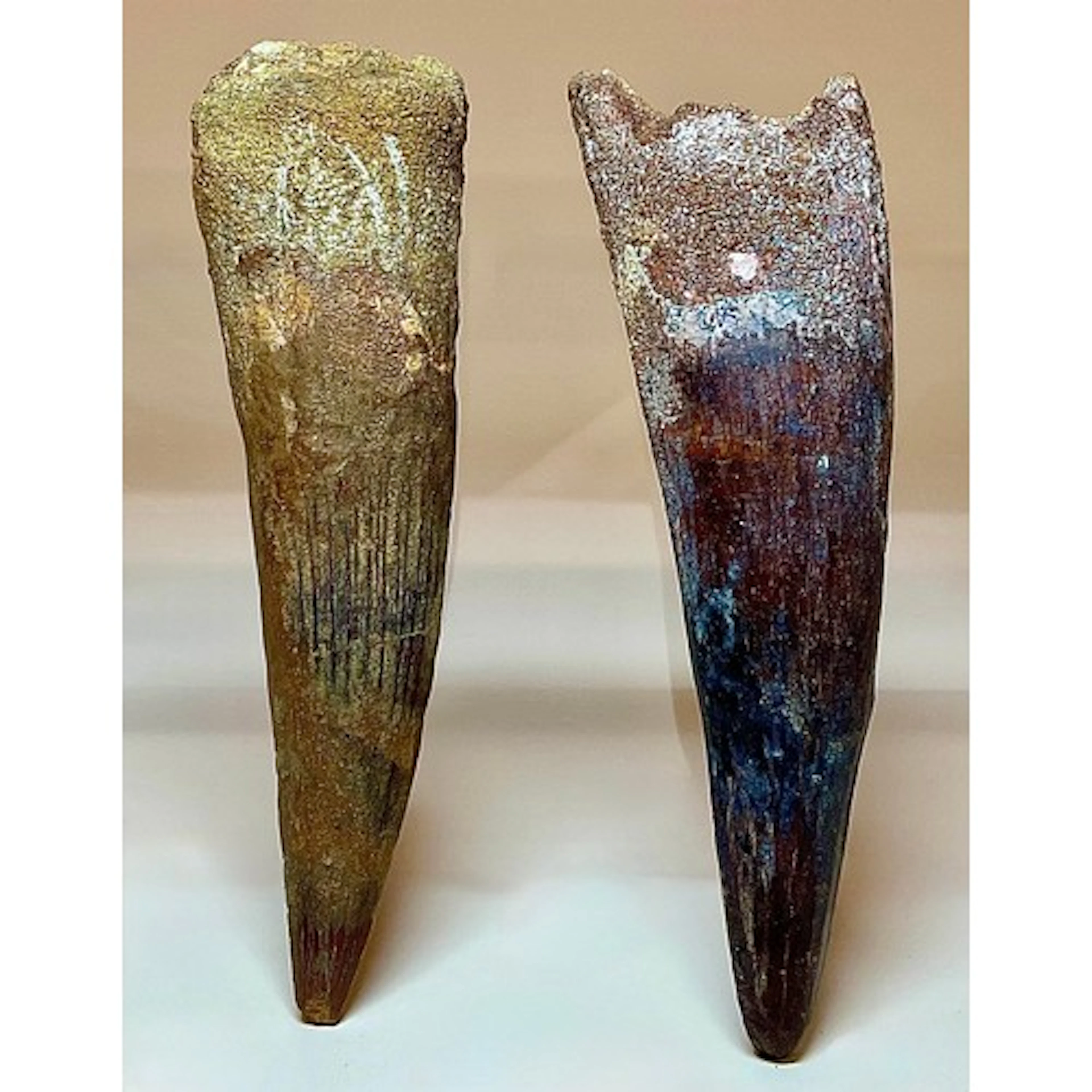Spinosaur (Spinosaurus aegyptus) dinosaur tooth fossils, Cre...