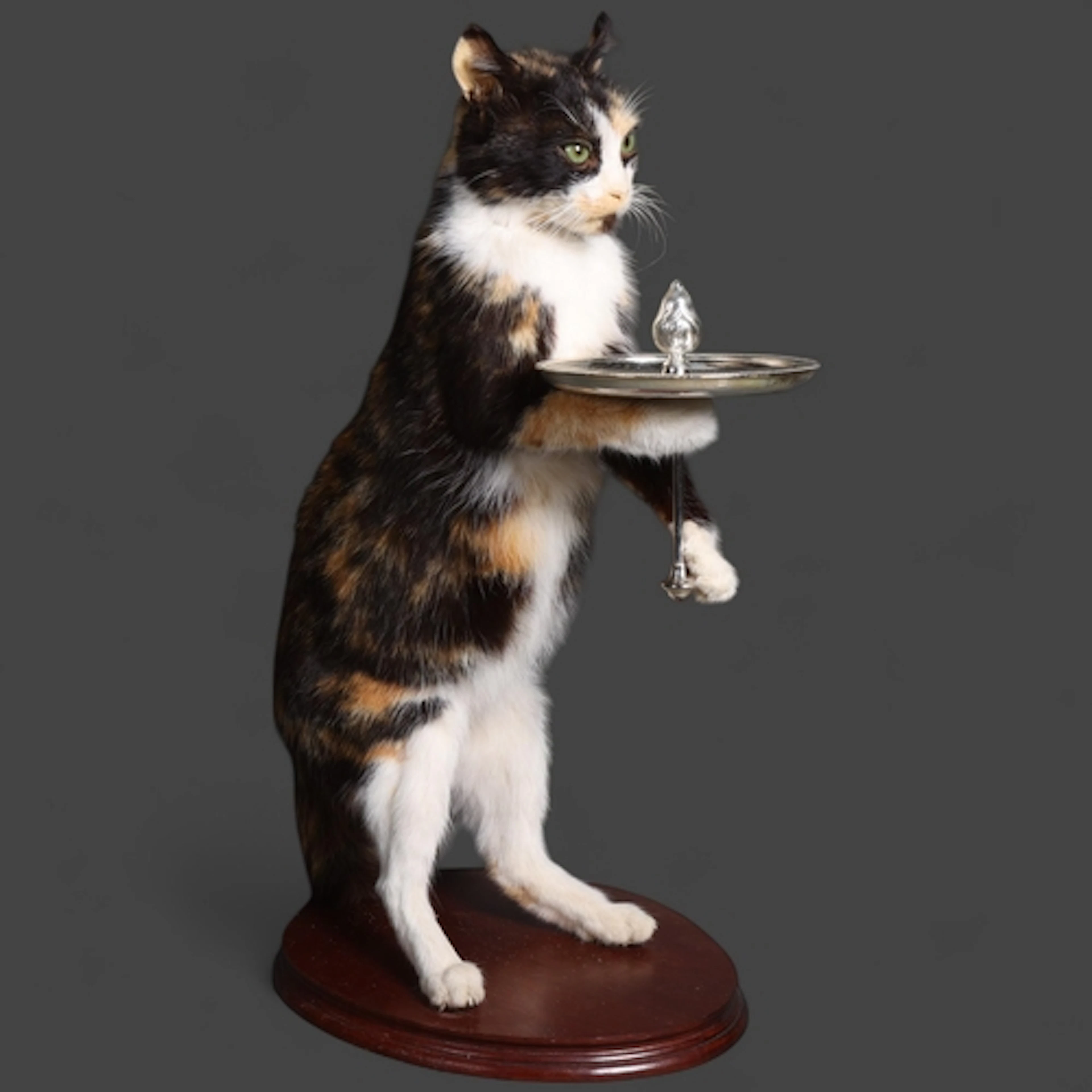 Taxidermy: Cat Waiter, Rare domestic cat taxidermy, anthrop...