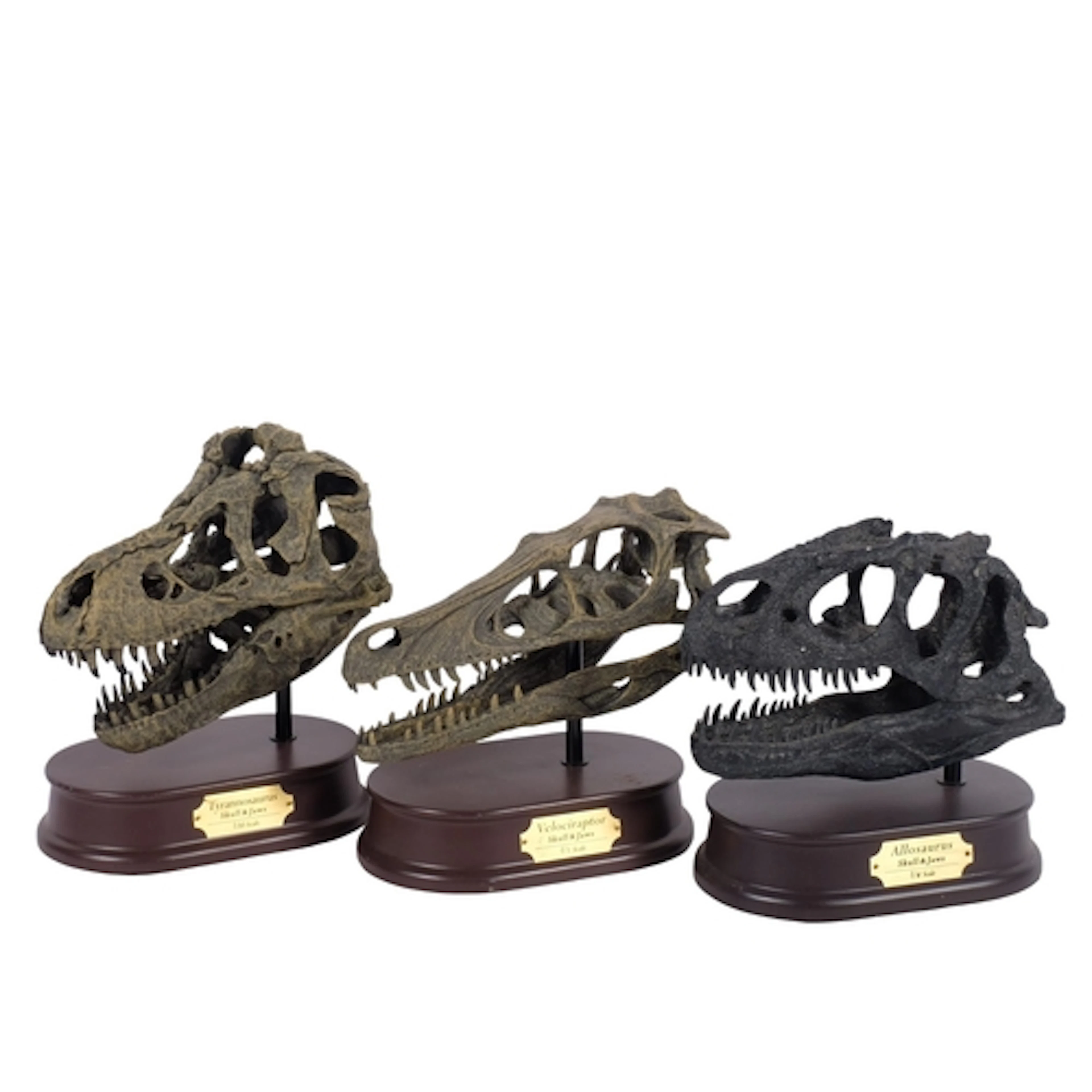 3 replica dinosaur skull and jaws, on stand, including an Al...