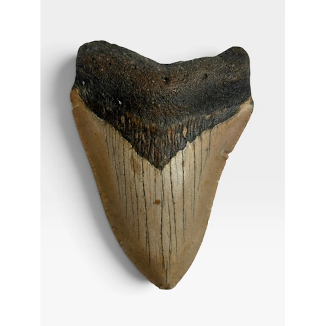 A MEGALODON SHARK TOOTH FOSSIL A fine example of a Megalodon...