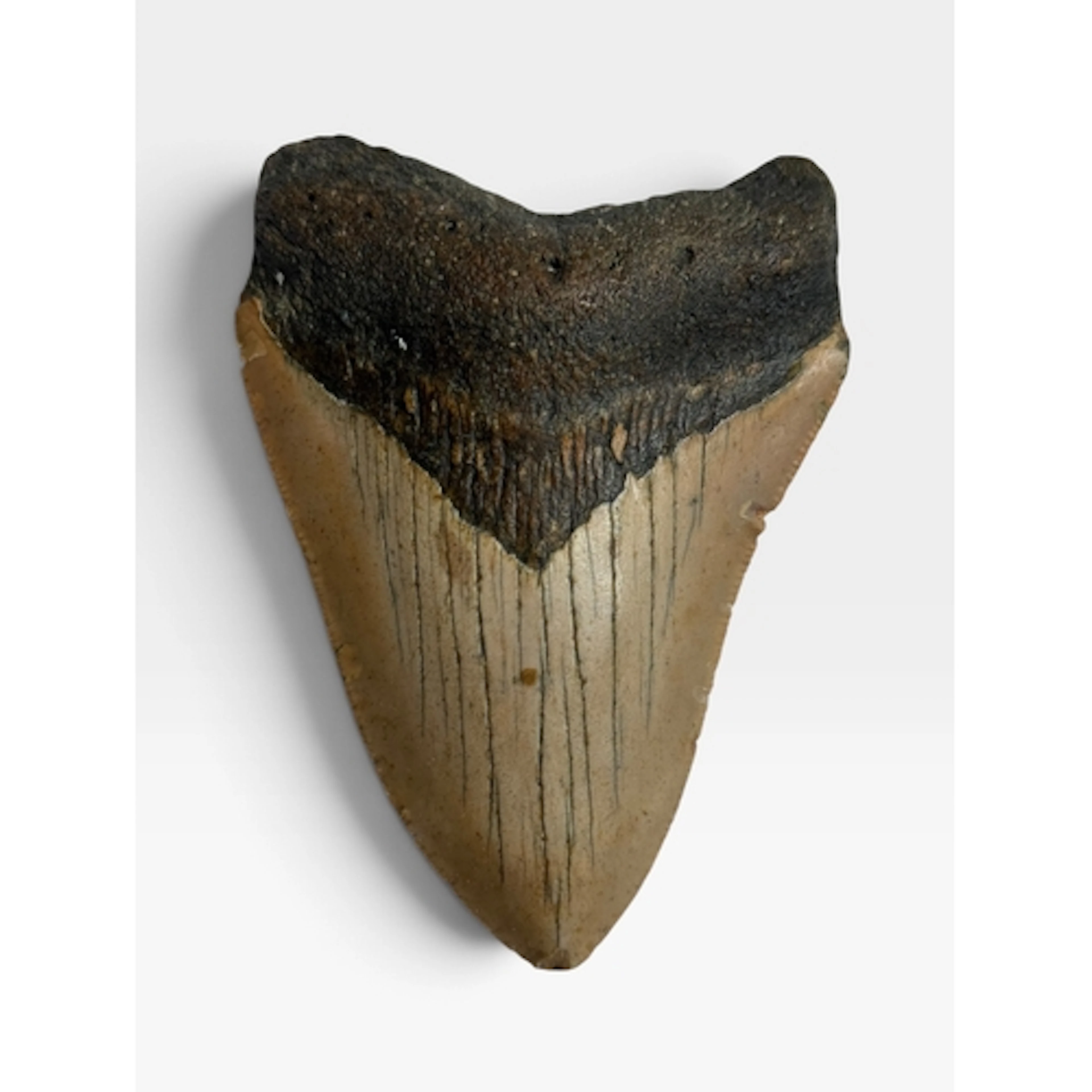 A MEGALODON SHARK TOOTH FOSSIL A fine example of a Megalodon...