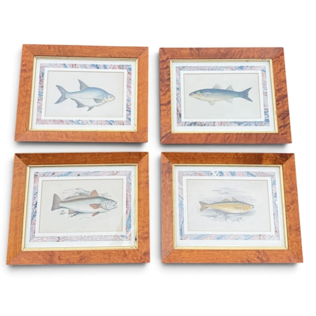 FOUR 19TH CENTURY FISH ENGRAVINGS 24cm x 14cm each. Mounted....