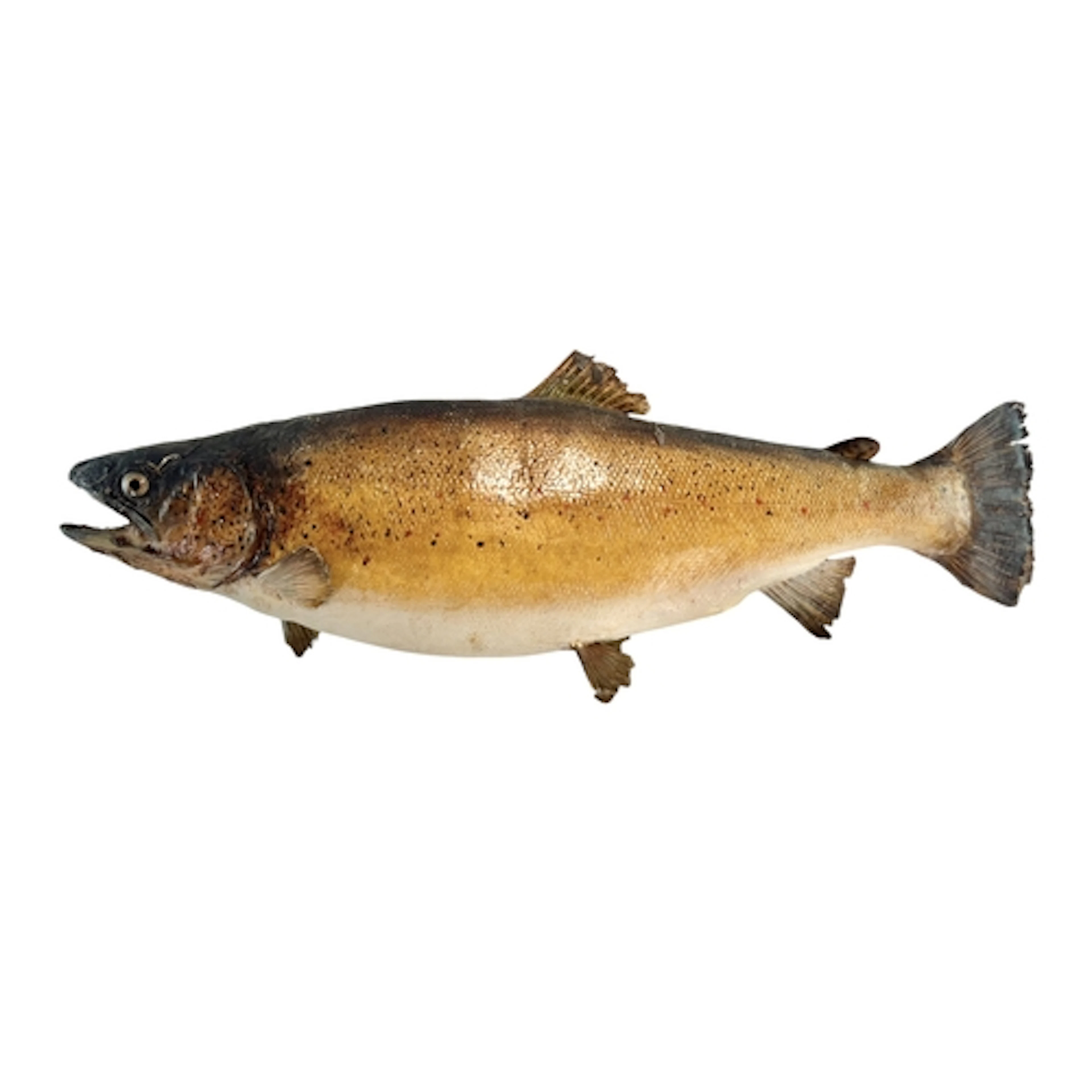 Of Natural History / Taxidermy Interest - an early 20th cent...