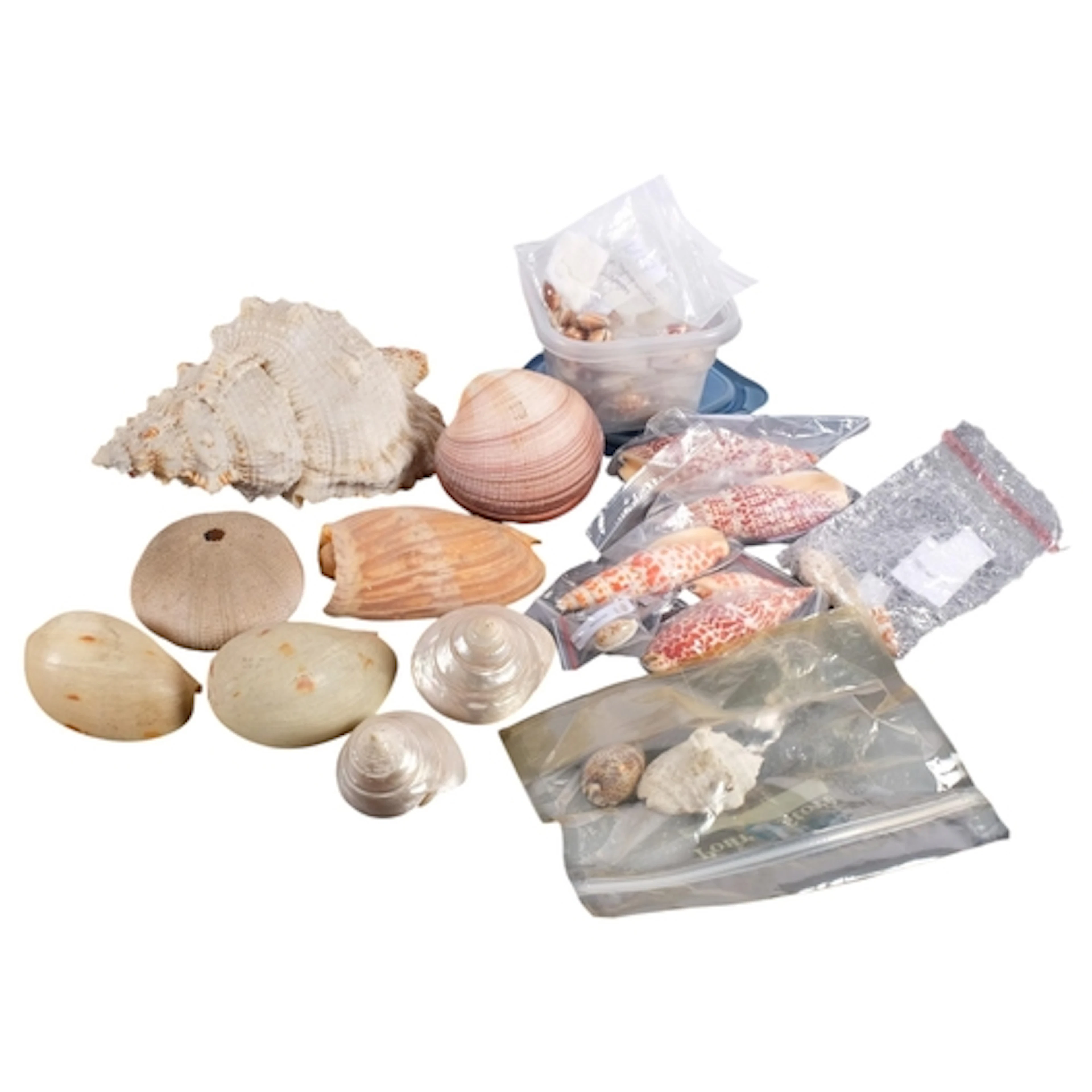 A boxful of interesting decorative shells, including nautilu...
