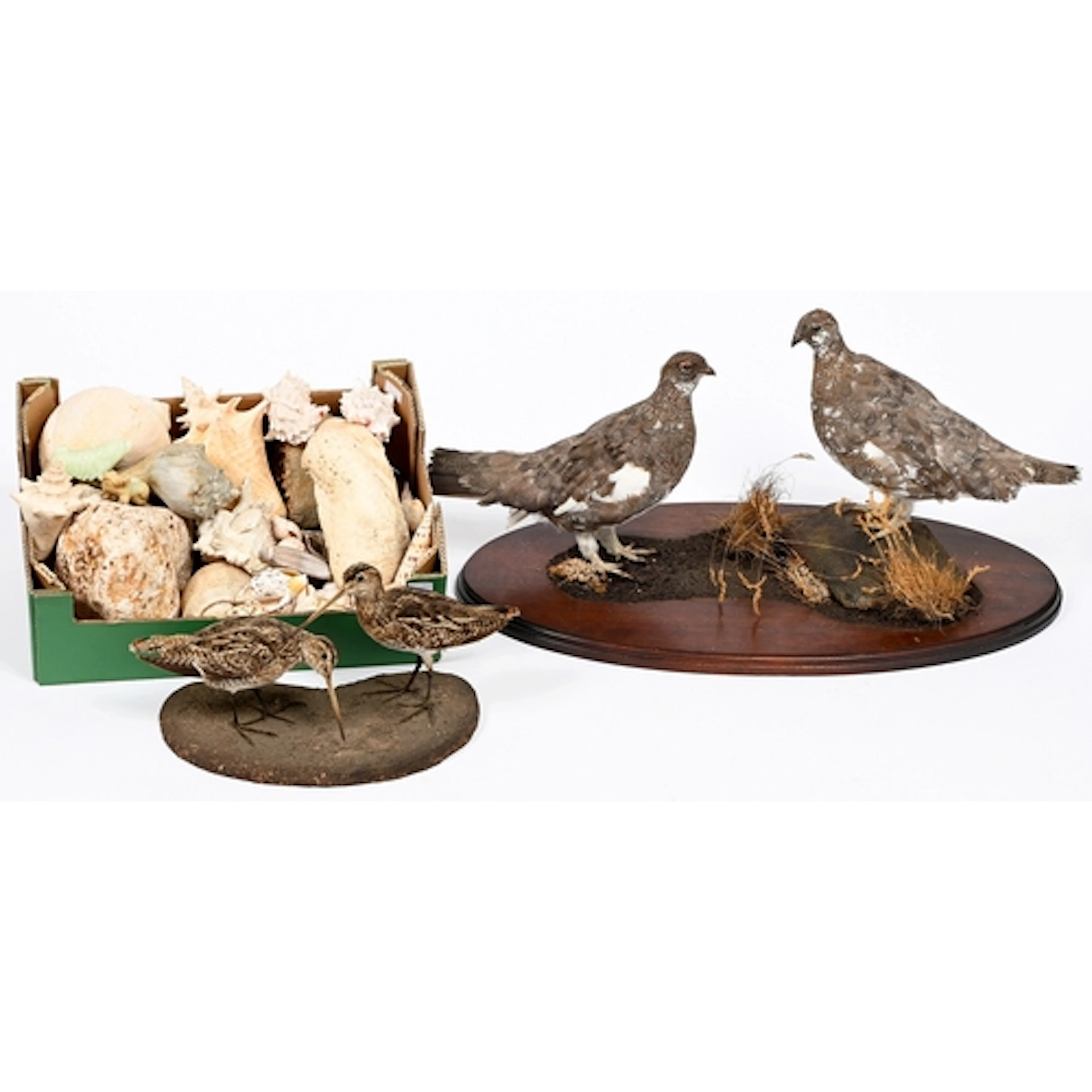 Taxidermy. Two grouse, realistically mounted on a mahogany b...