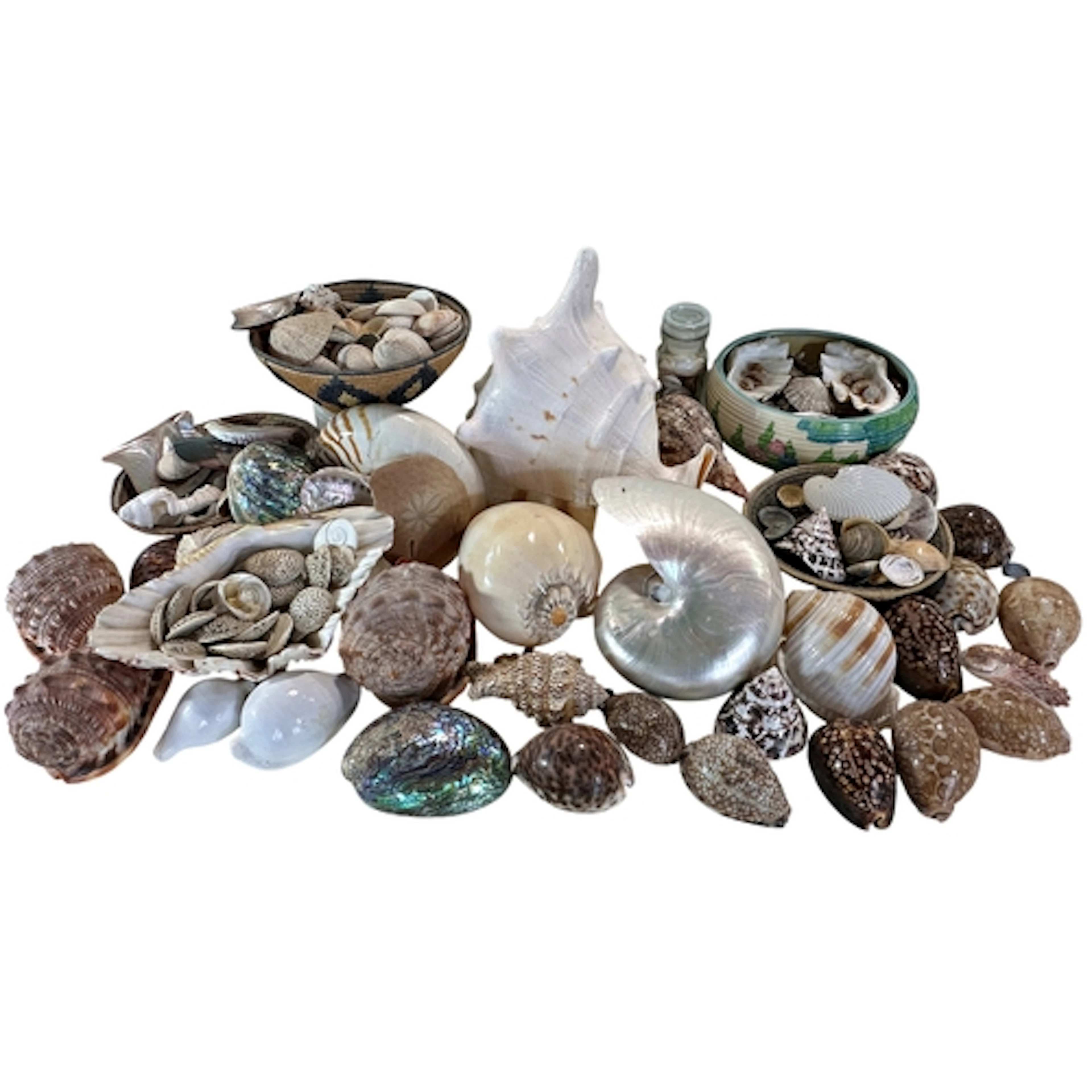 A collection of various sea shells to include conch, chamber...