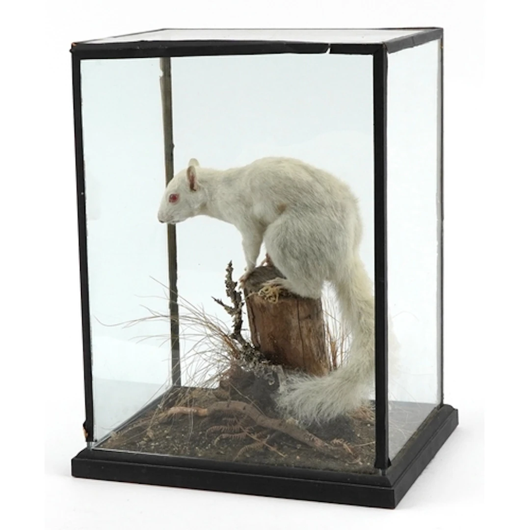 19th century taxidermy specimen of an albino squirrel housed...