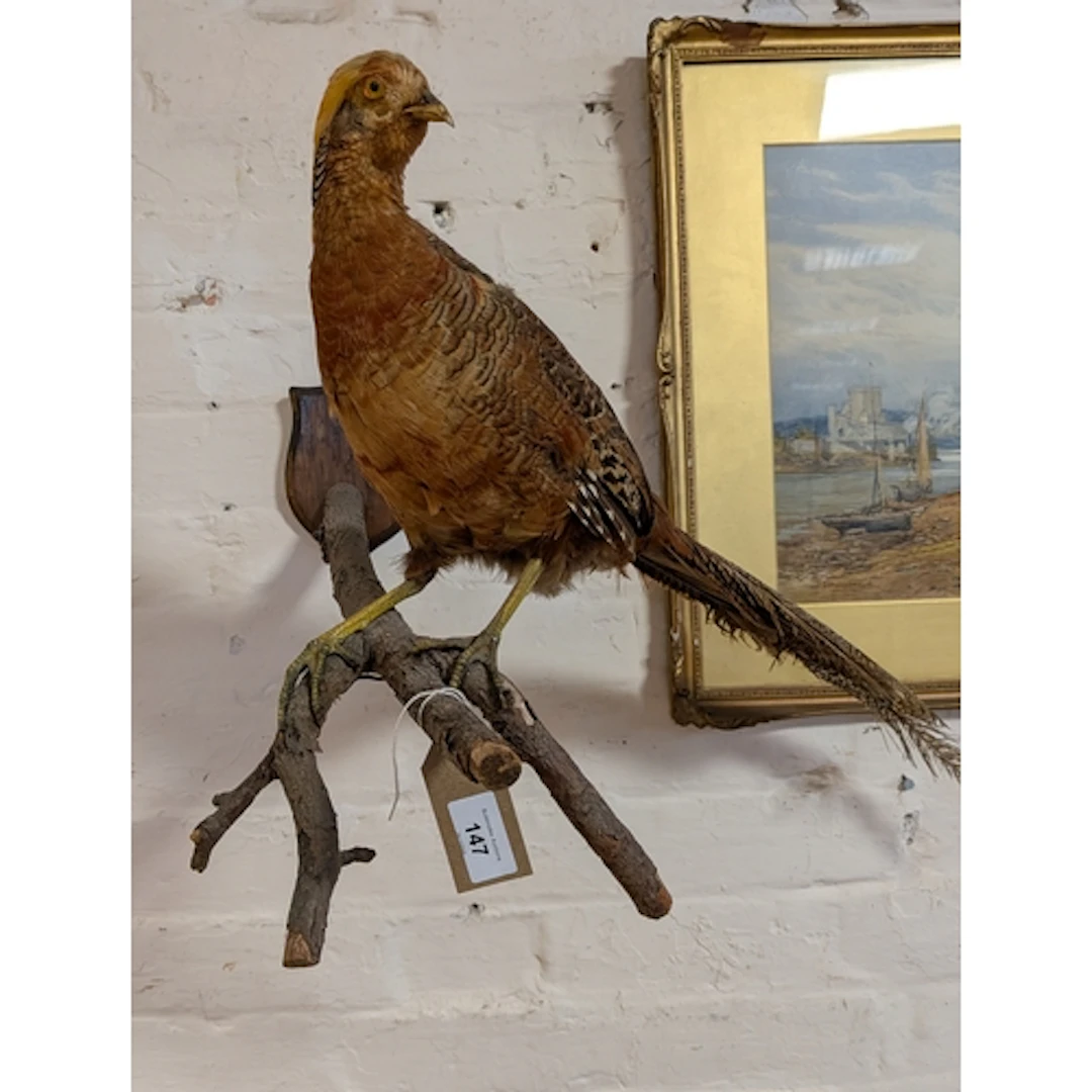 A taxidermy golden pheasant on branch