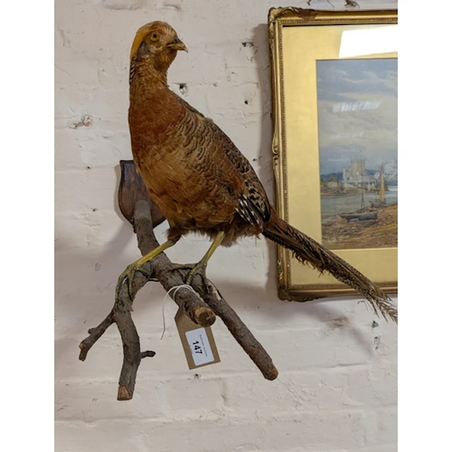A taxidermy golden pheasant on branch