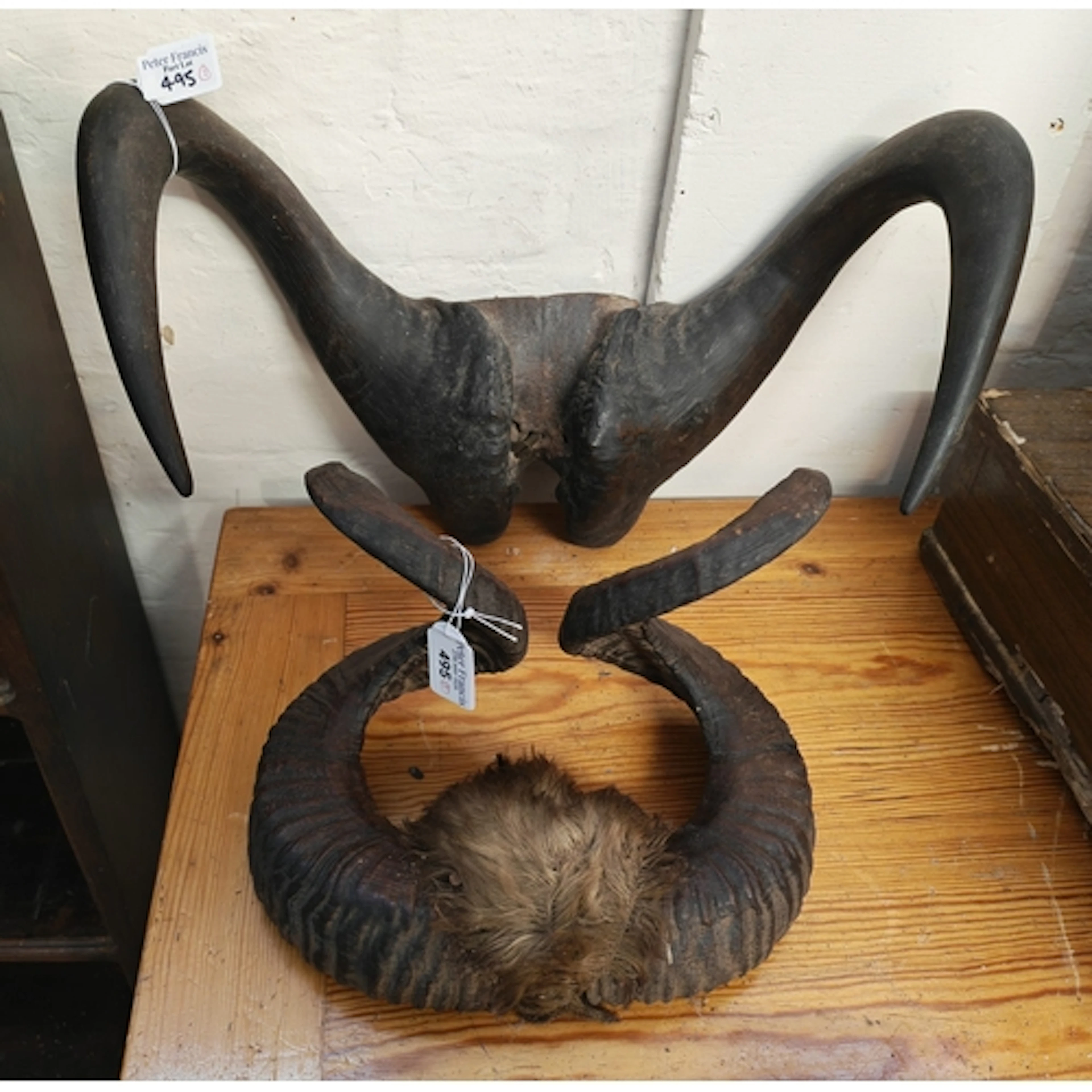 Taxidermy - Mount of Cape Buffalo horns together with pair o...