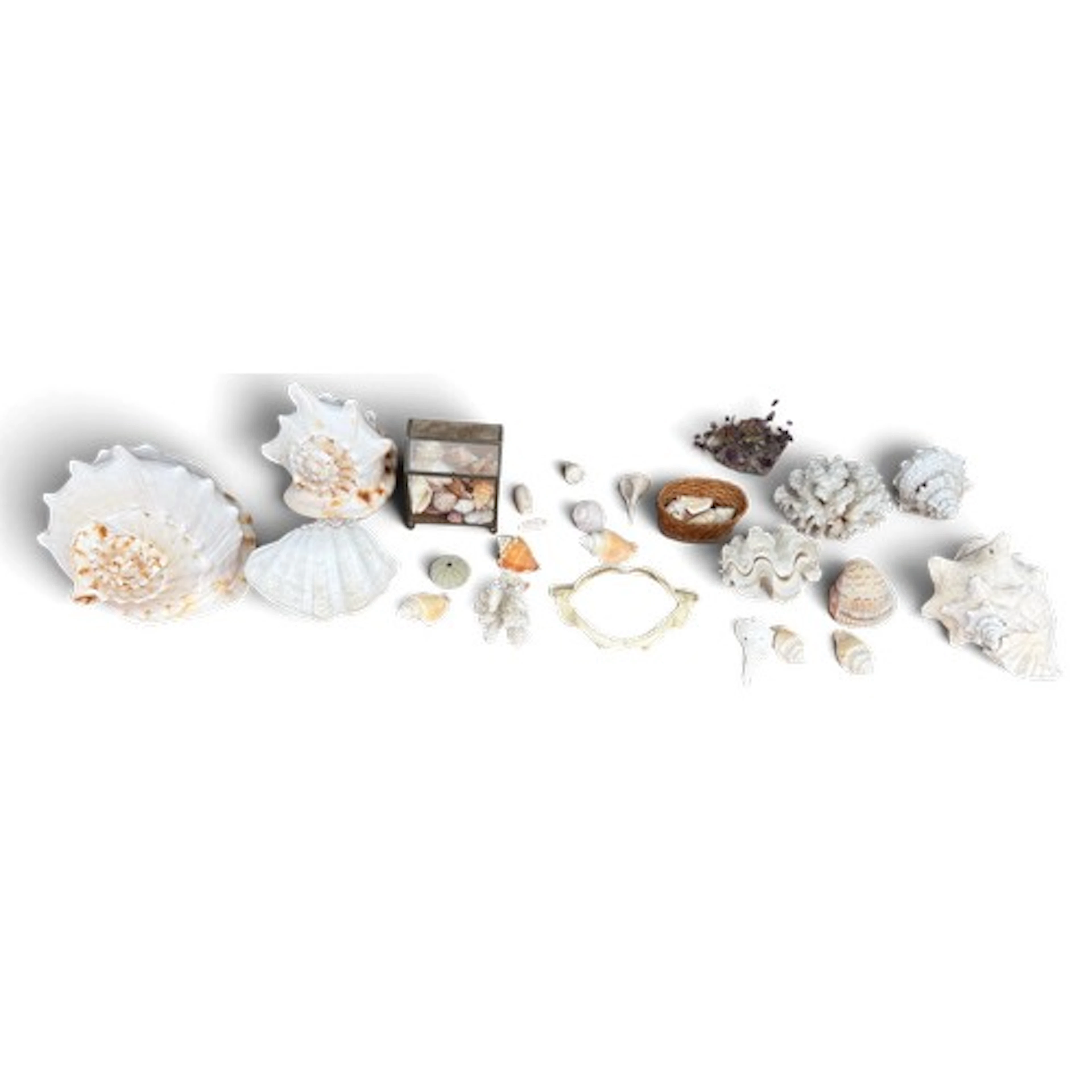 A large collection of shells and an amethyst tree ornament.