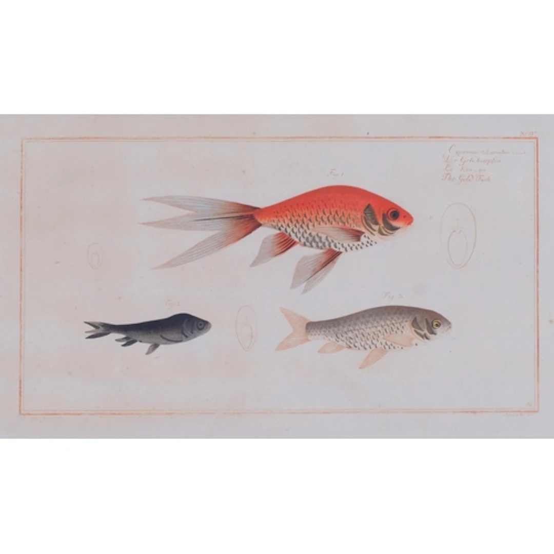 After Marcus Elieser Bloch, The Goldfish, reprint and with h...