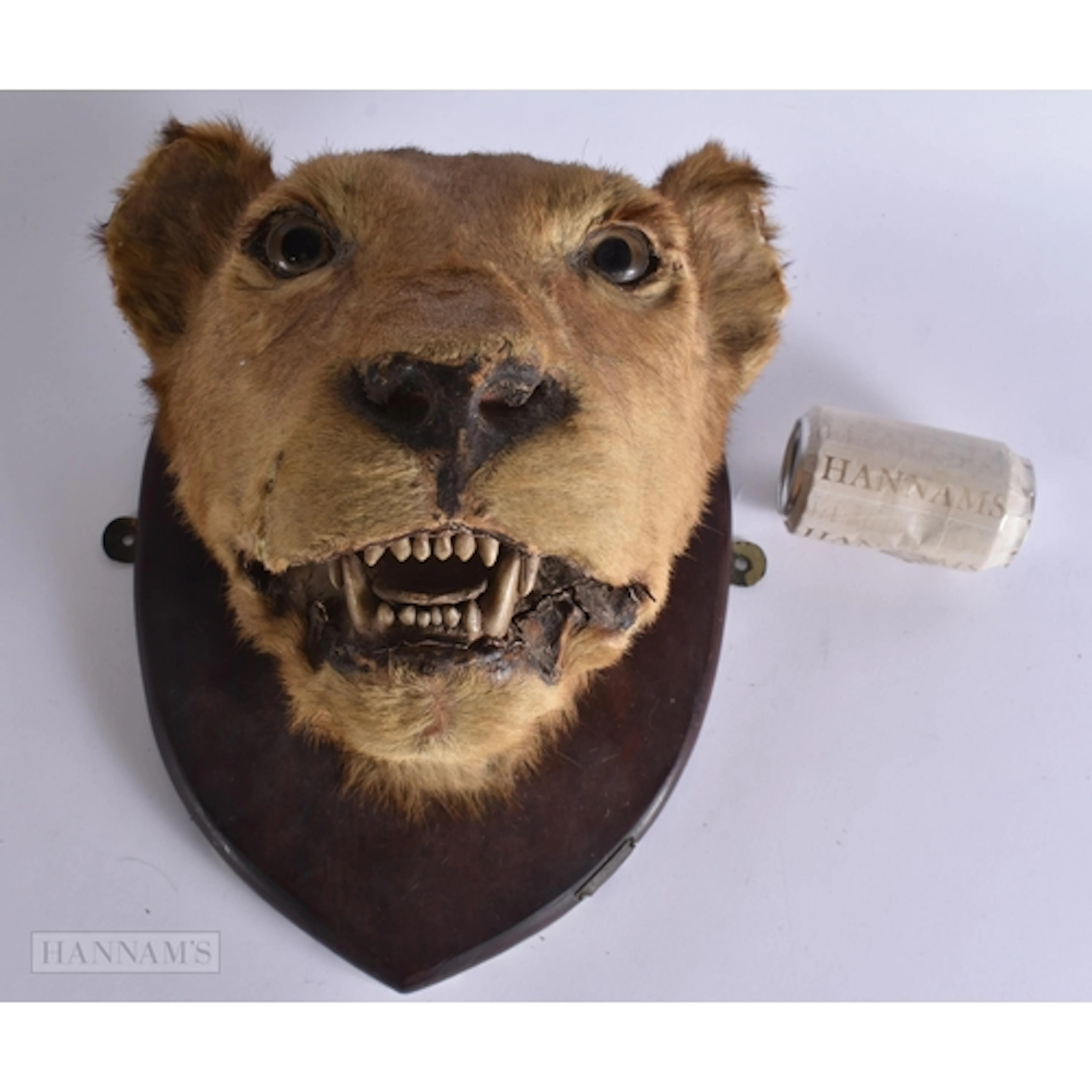 A VICTORIAN COUNTRY HOUSE TAXIDERMY LION HEAD. 36 cm x 25 cm...