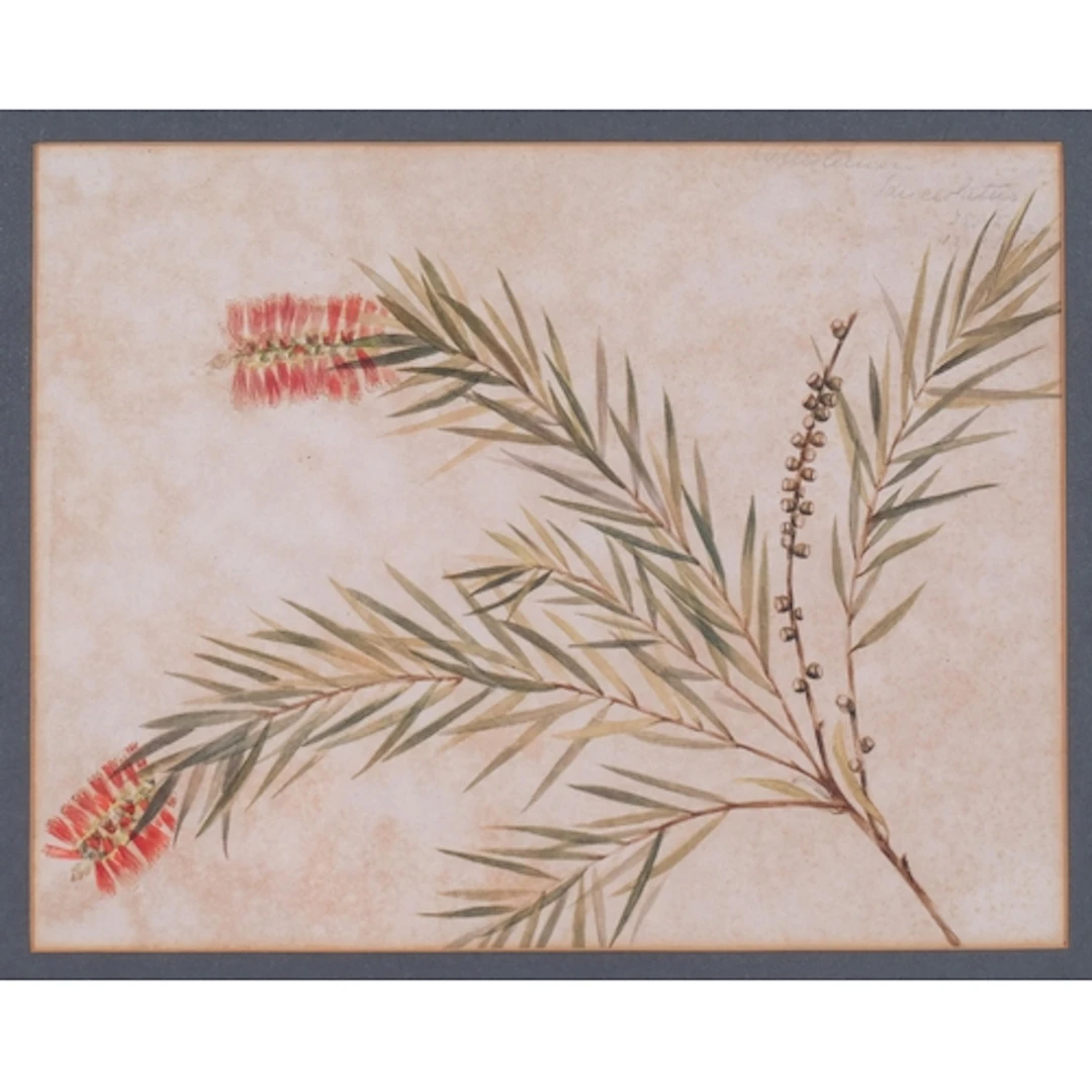19th century botanical study, possibly Australian, watercolo...