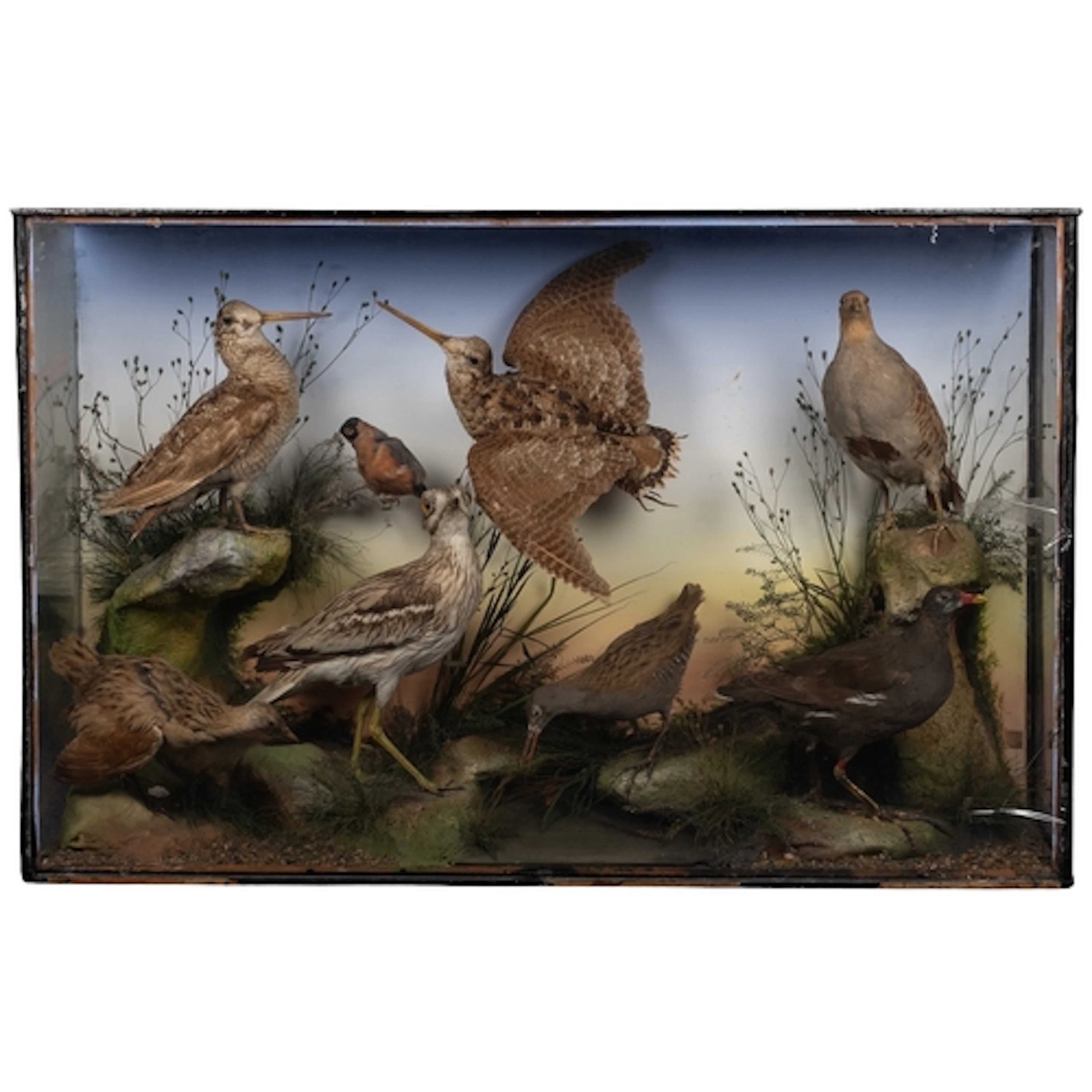Taxidermy; a preserved and mounted group of birds, by James ...