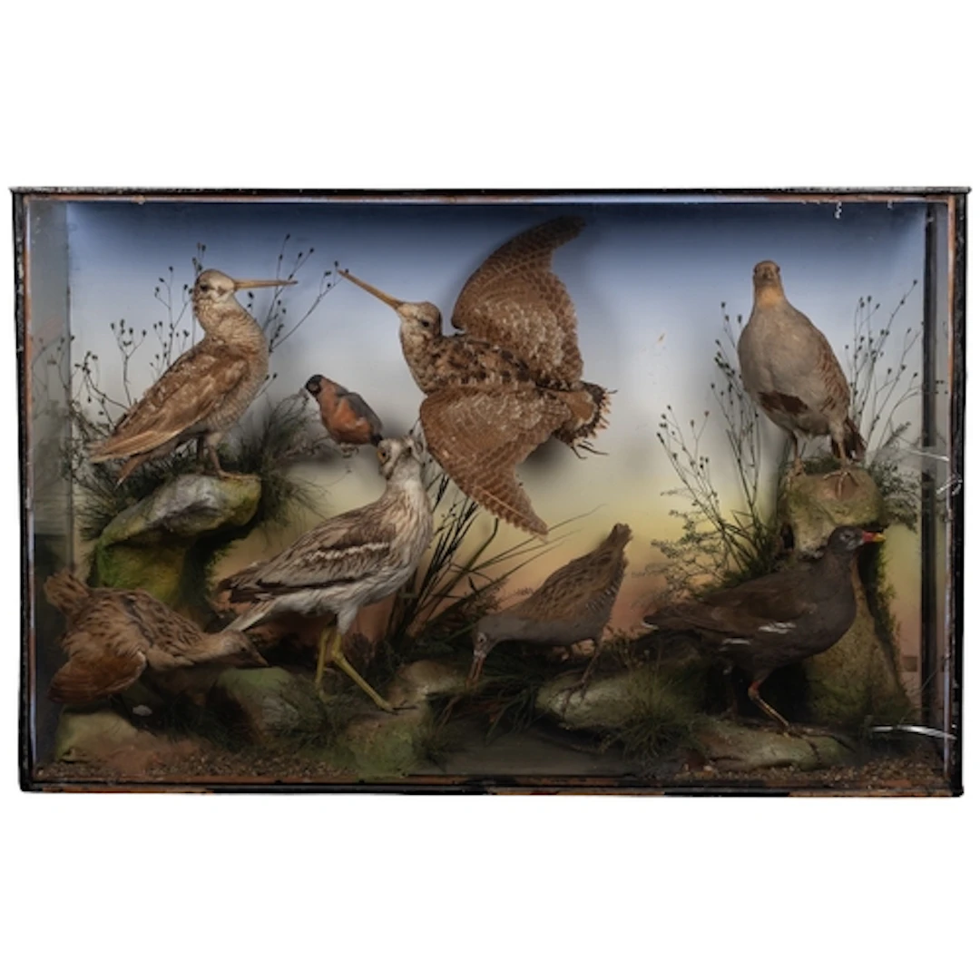 Taxidermy; a preserved and mounted group of birds, by James ...