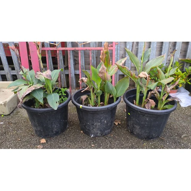 Three potted cannas with broad, lanceolate leaves and uprigh...