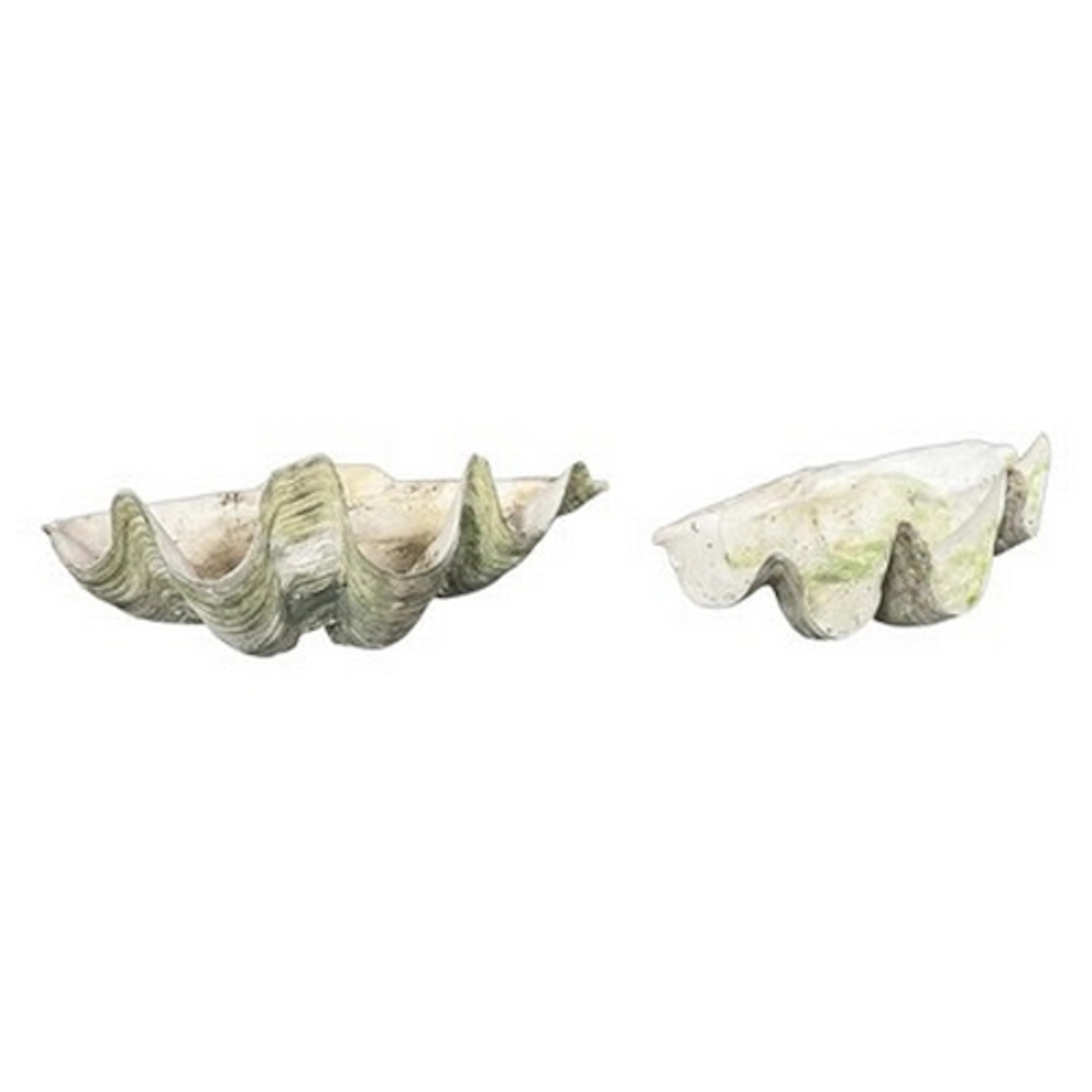 Conchology - a pair of Indo-Pacific late 19th century half g...