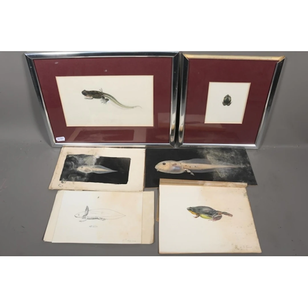 Group of six watercolour paintings of frogs and axolotl, the...