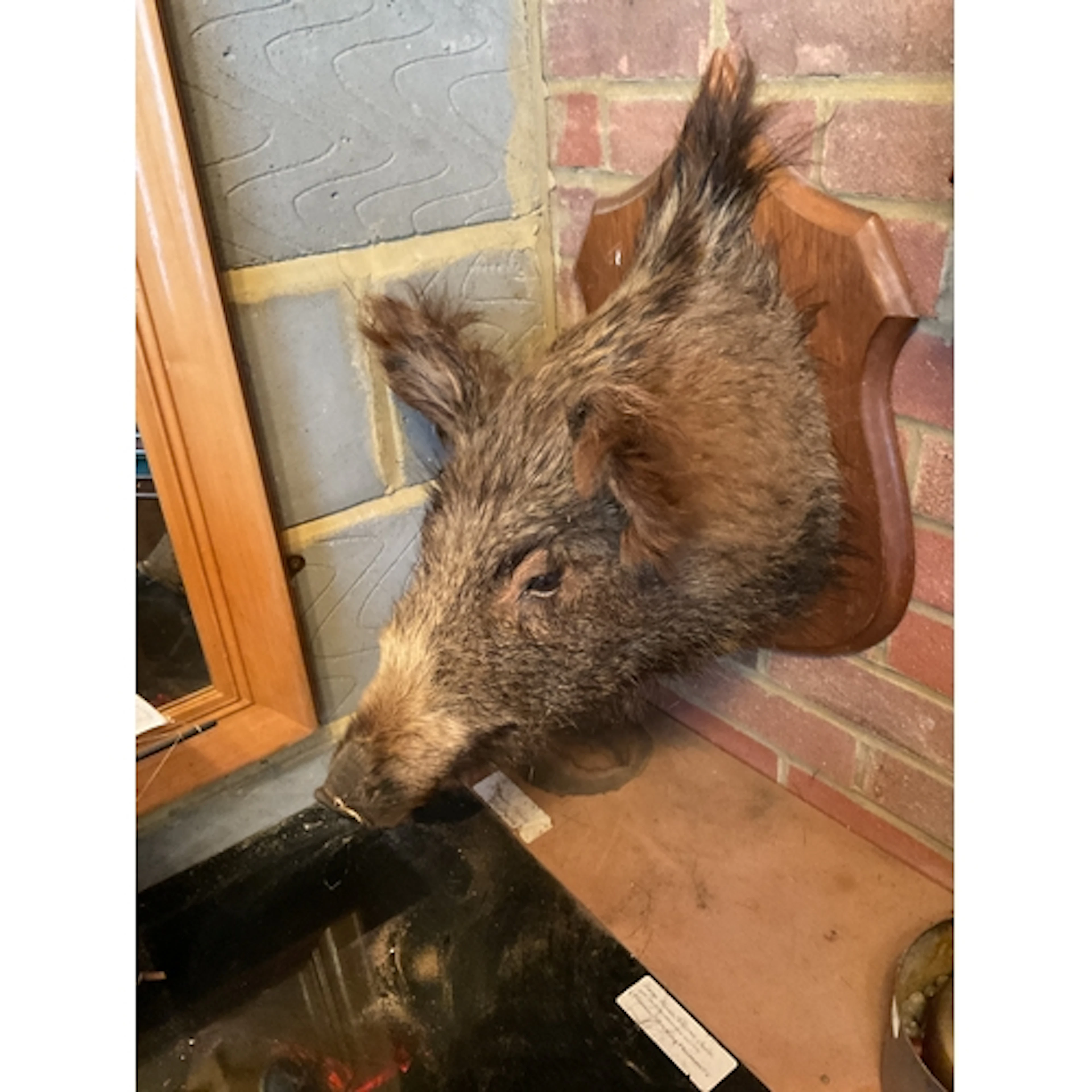 Taxidermy of a boar.